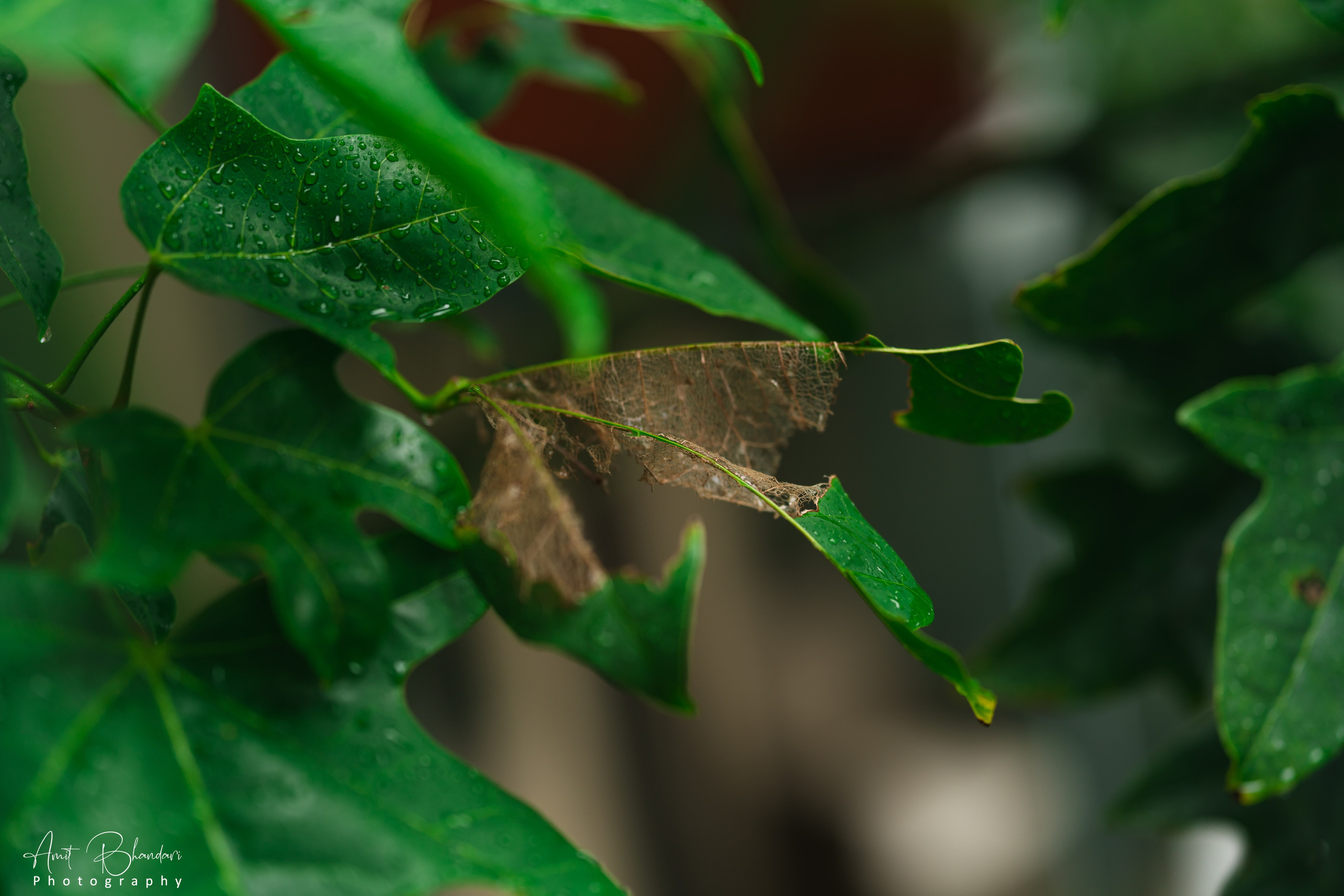 Nature. Freelance Photographer in Newcastle & Central Coast