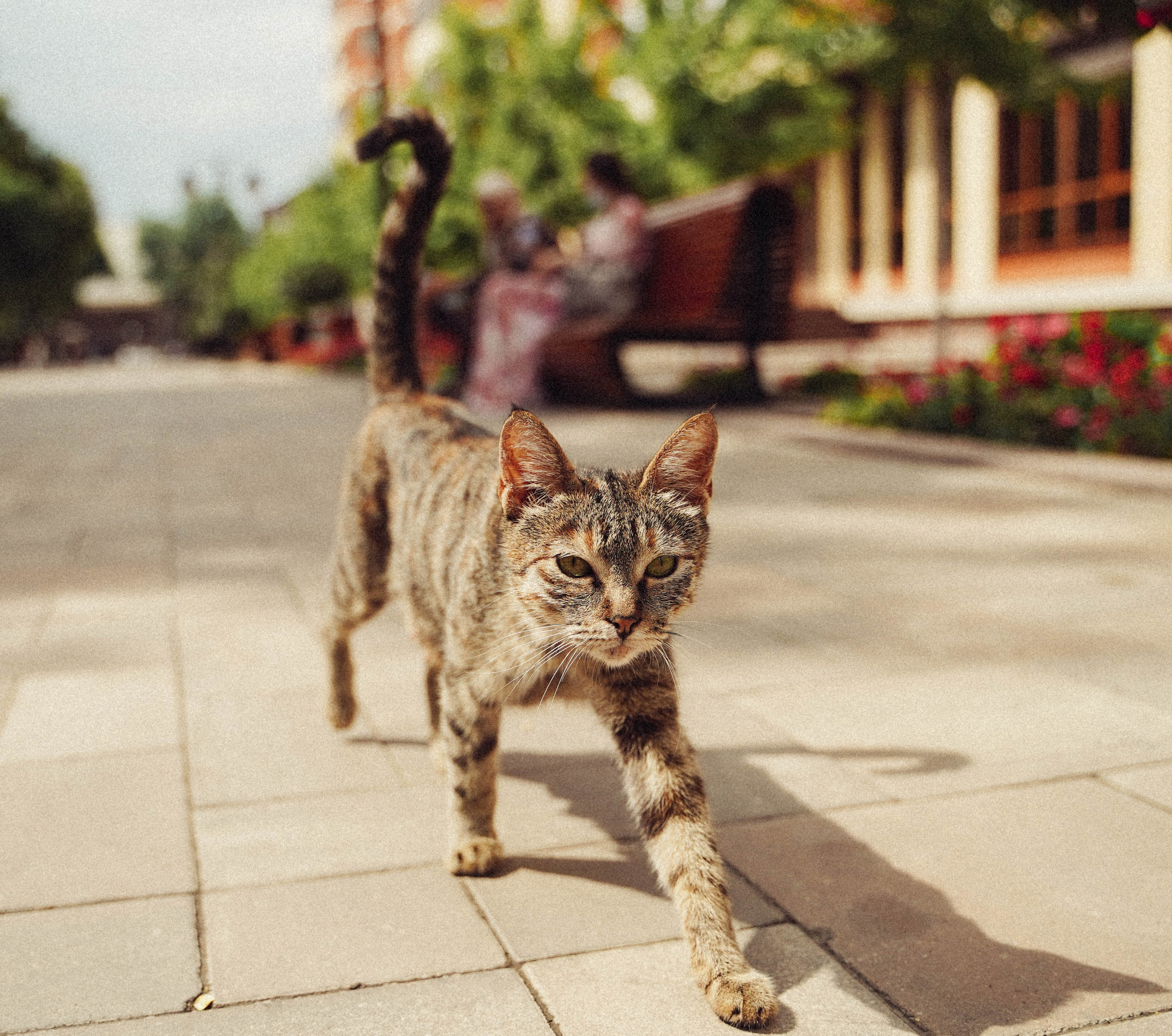 Кот шпедингера. Стрит-фотография, полная абсурда, идиотизма и красоты
