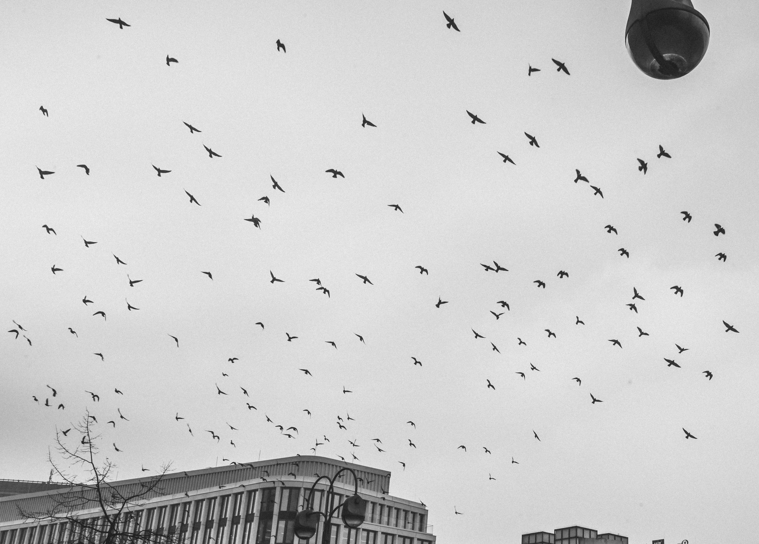 Пернатый психоз. Стрит-фотография, полная абсурда, идиотизма и красоты