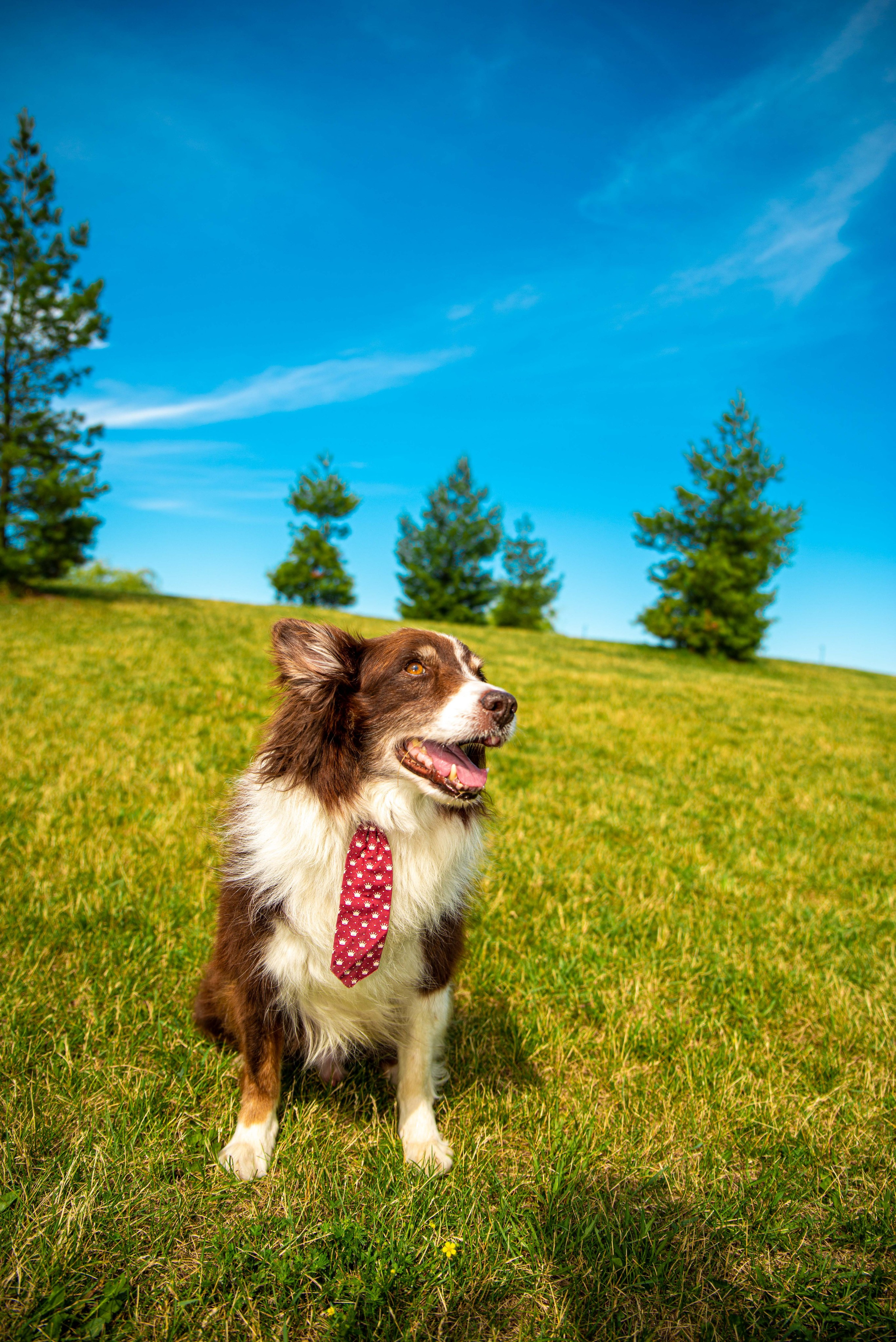 Baloo (Montreal QC). Carlos Lima Photography — Photographer in Calgary