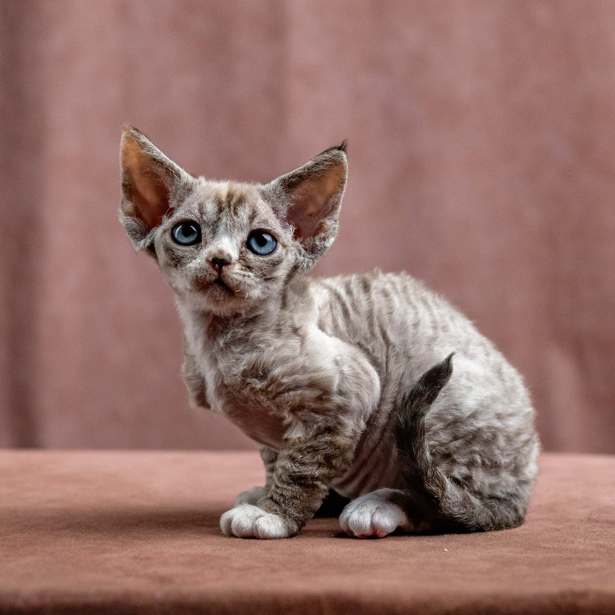 Kasia,  girl, born 07.02.2025. Devon Rex Pixie Cattery