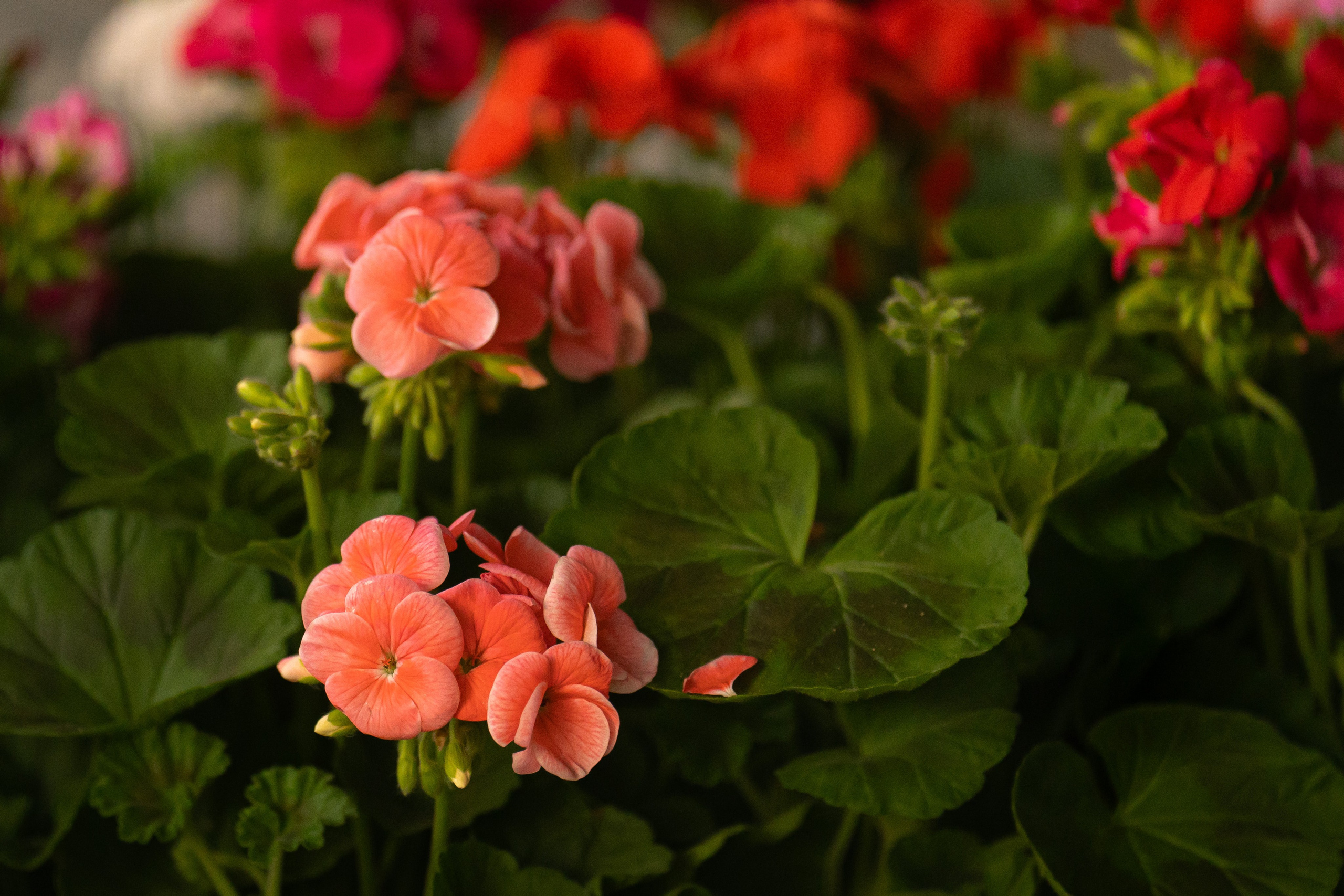 Как мужчины готовились к 8 марта. Георгий Намазов | Фотограф в Ташкенте