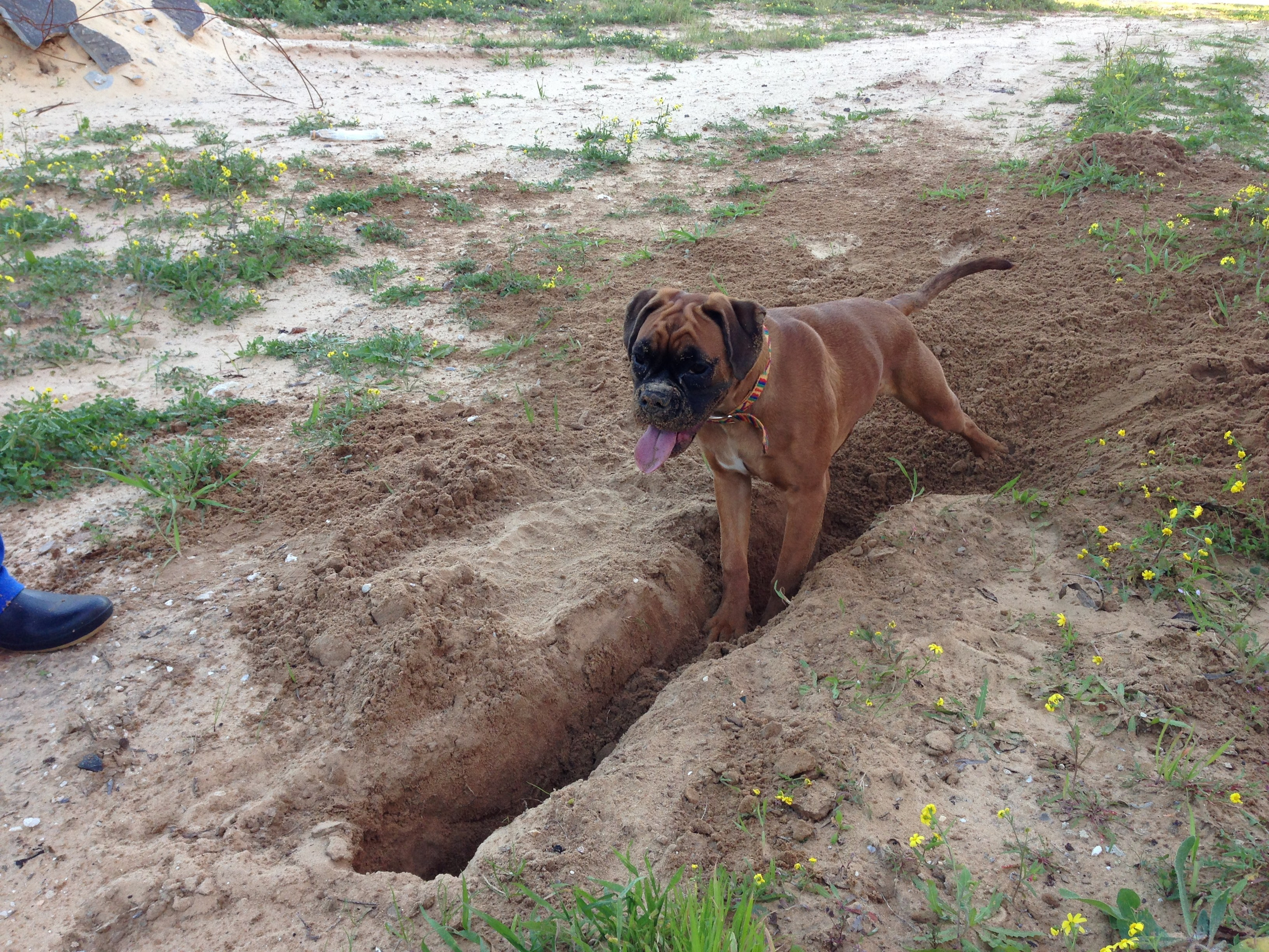 My ״Star״ Boxer Dog