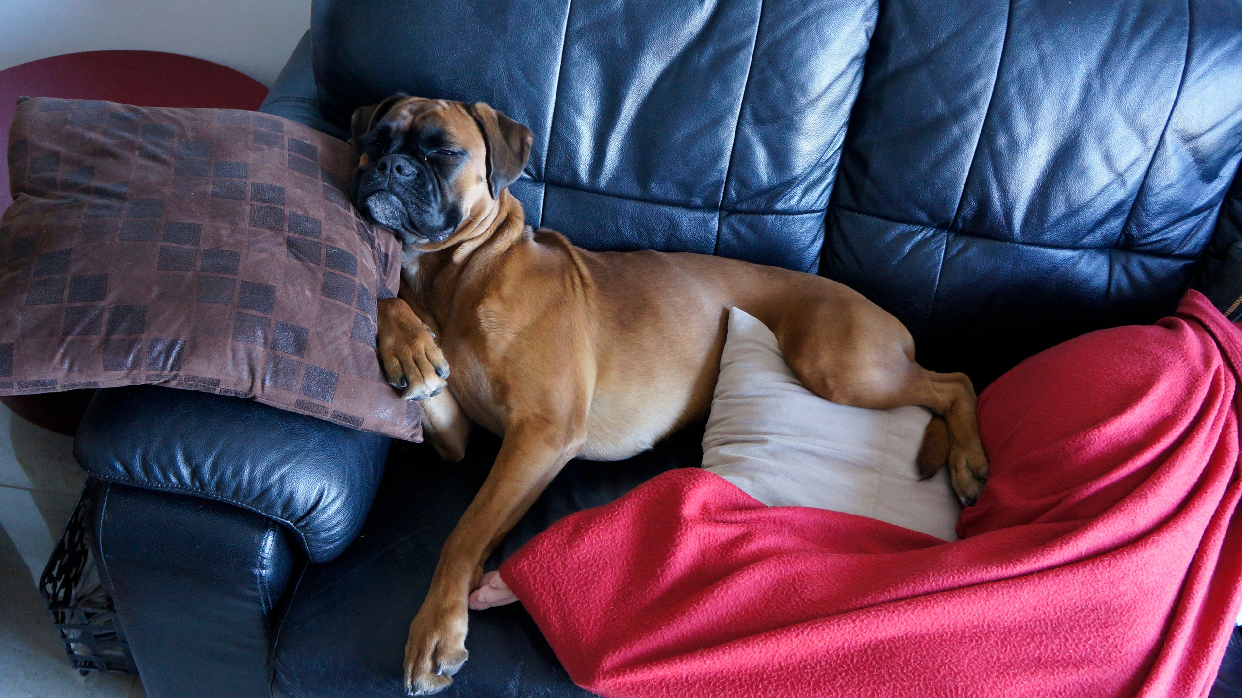 My ״Star״ Boxer Dog