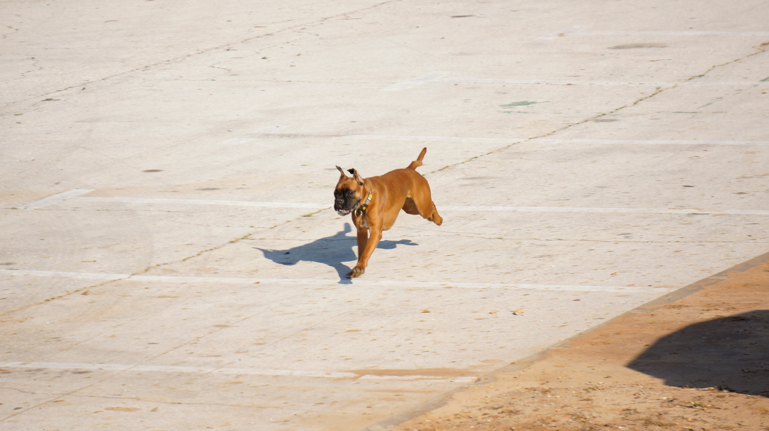My ״Star״ Boxer Dog