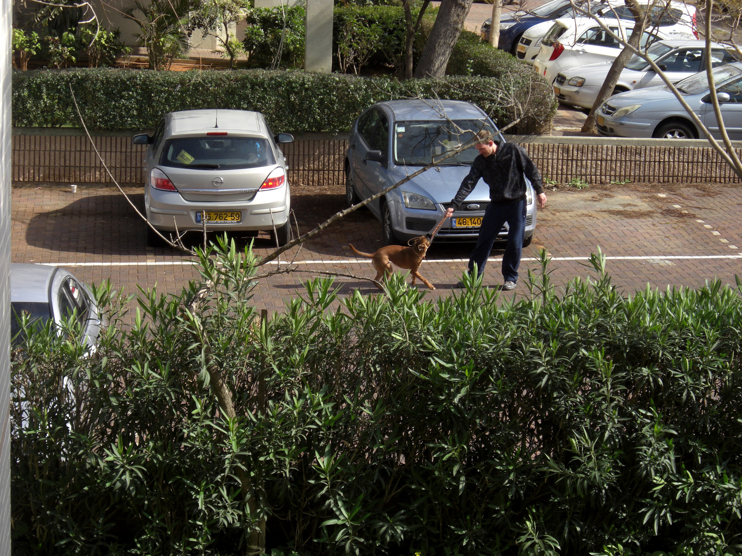 My ״Star״ Boxer Dog