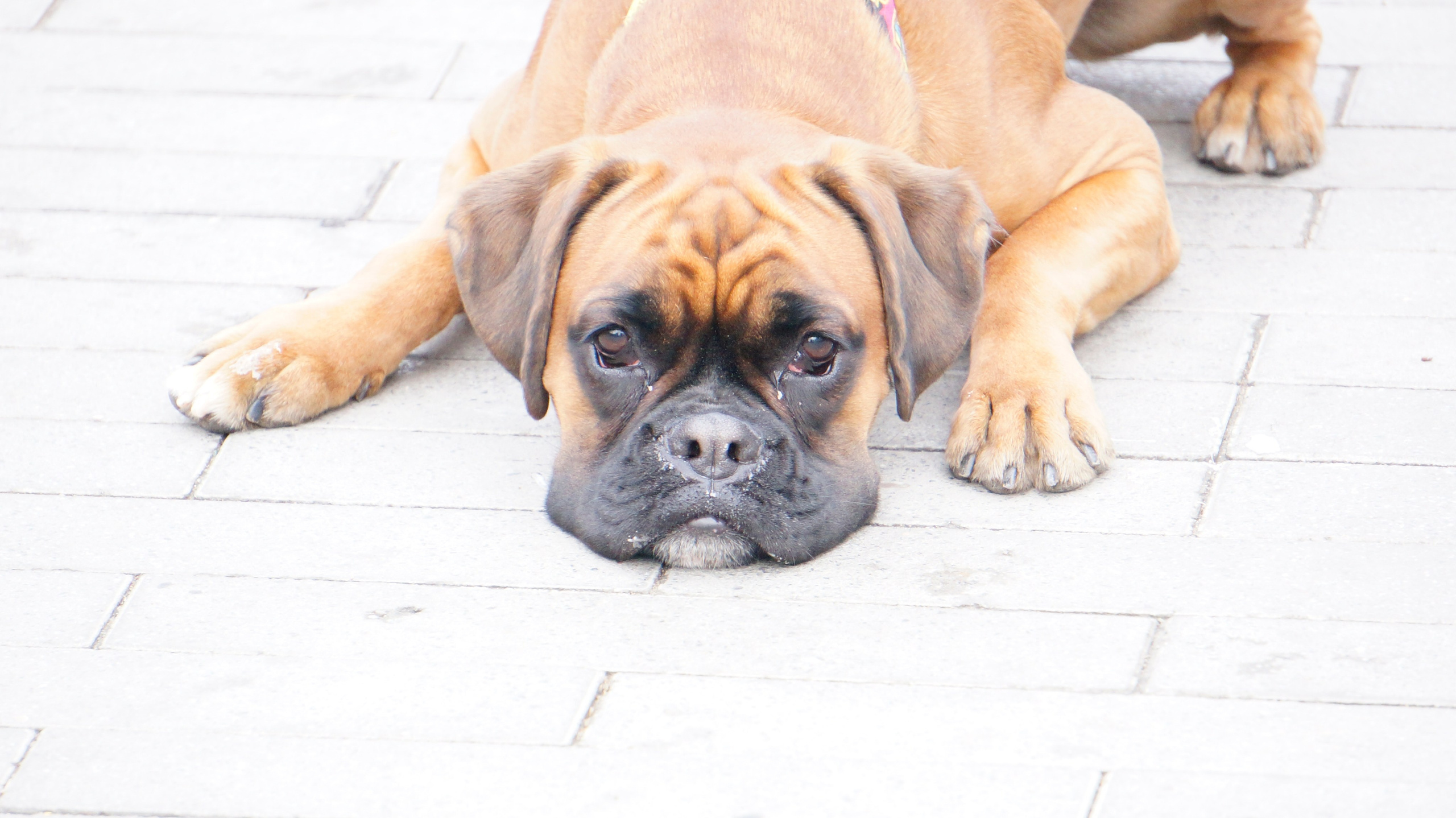 My ״Star״ Boxer Dog