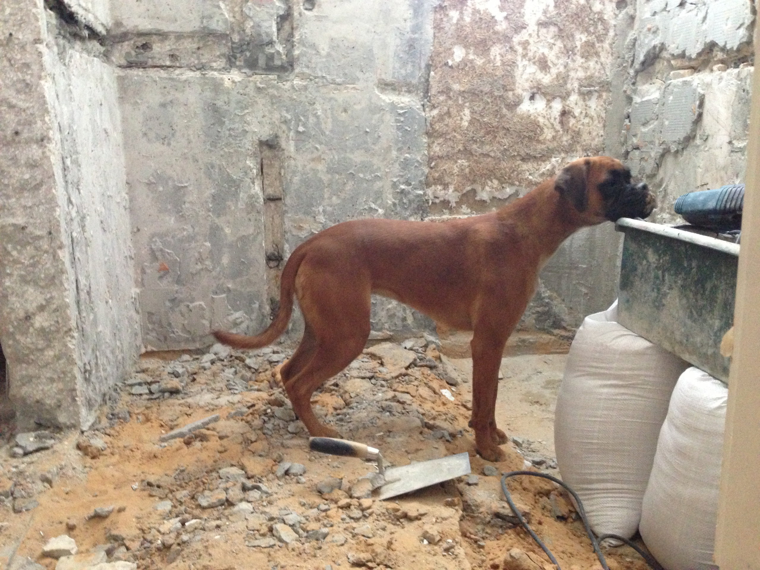 My ״Star״ Boxer Dog