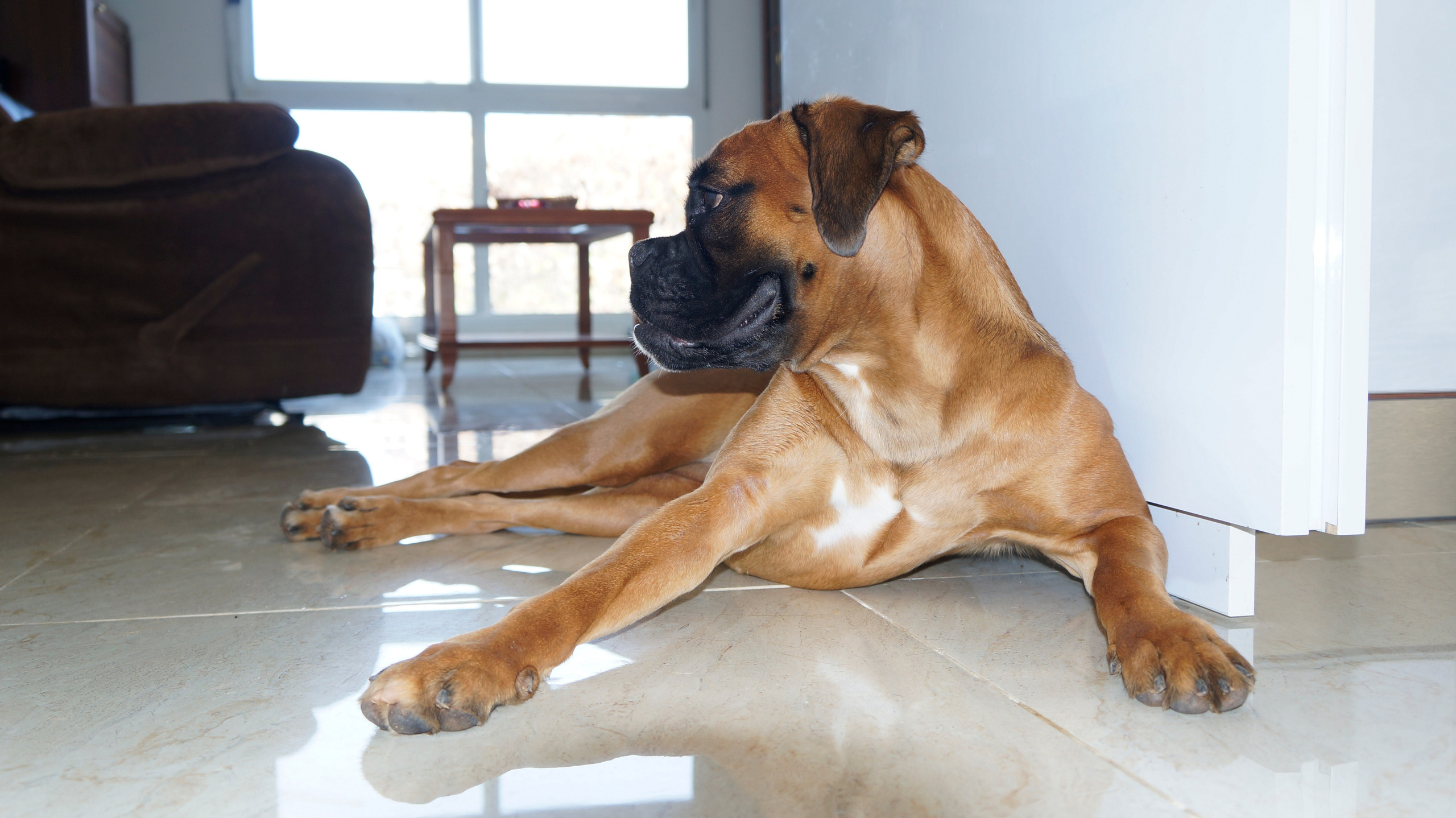 My ״Star״ Boxer Dog