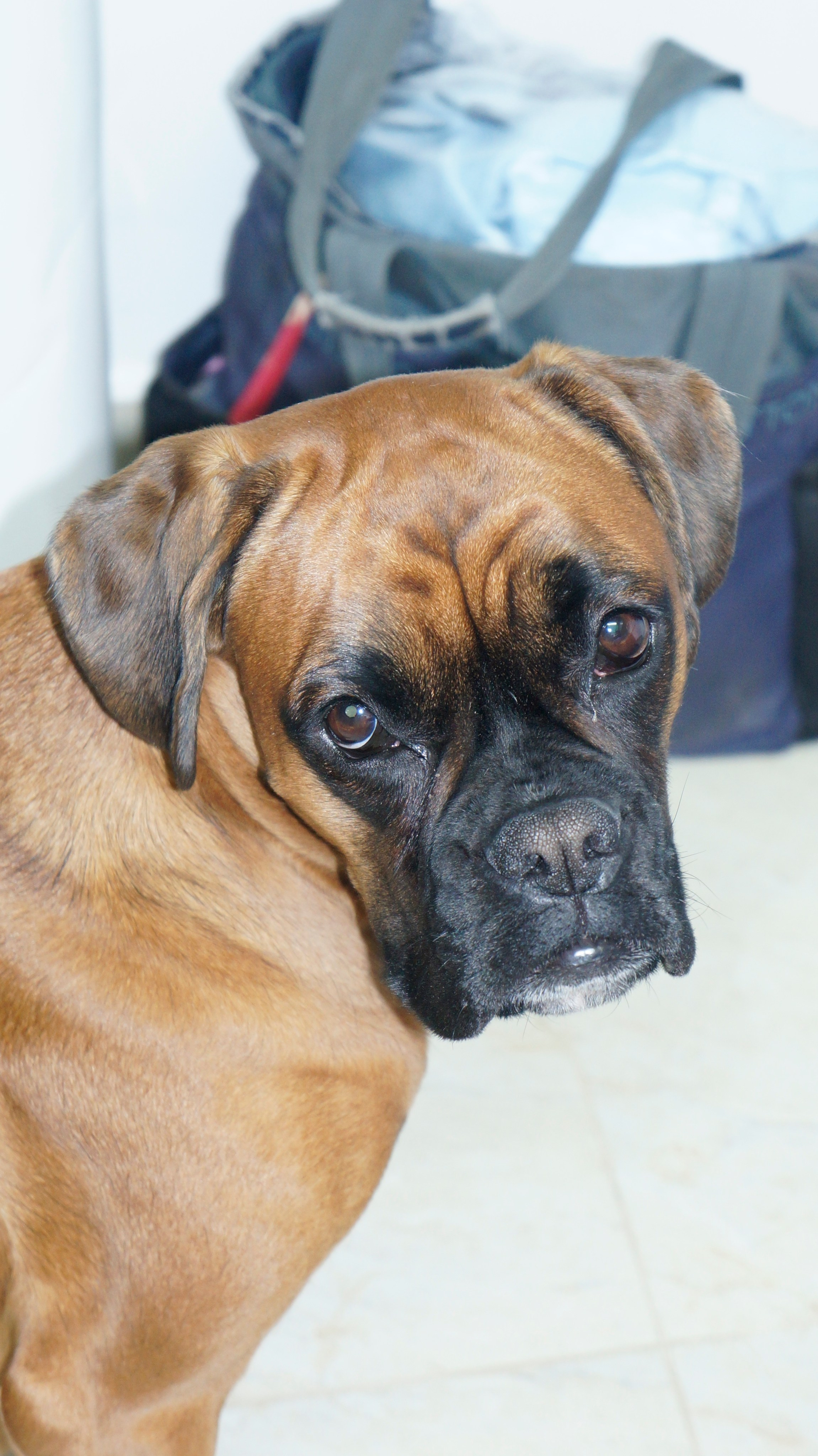 My ״Star״ Boxer Dog