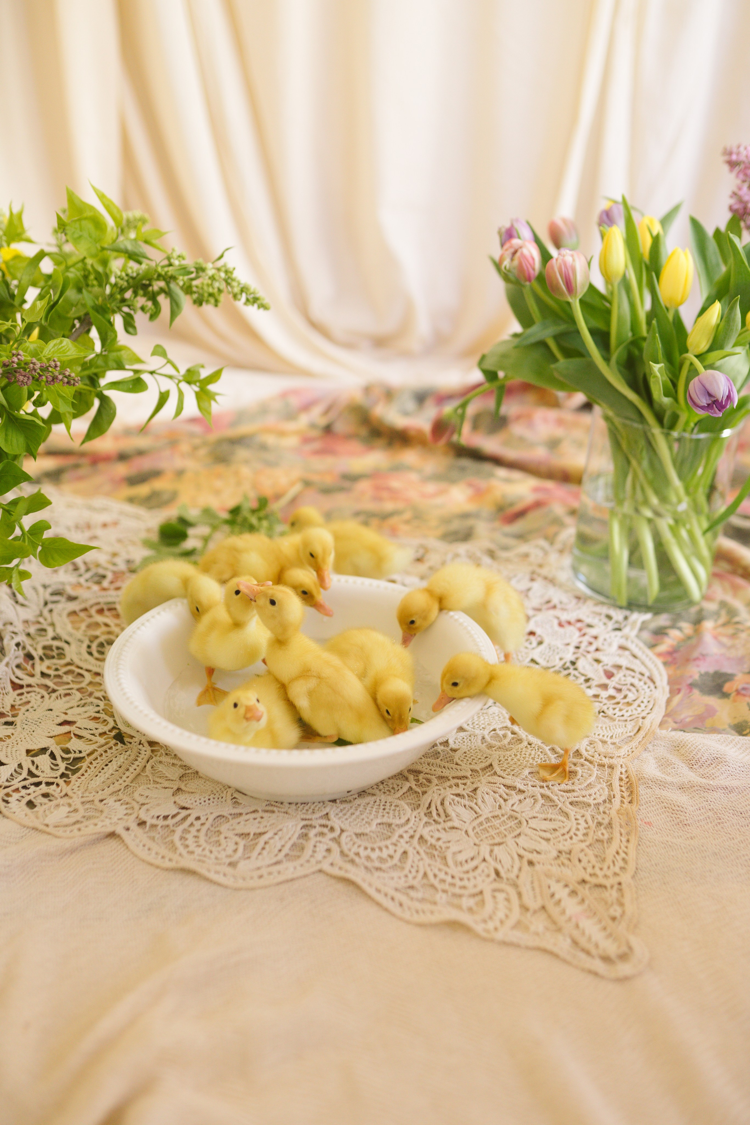 Ședințe Foto de Paște Brașov: Gălbenuș | Mădălina Beda. Madalina Beda- Artist vizual, fotograf, doula la nastere, consultant babywearing Brasov si in toata tara