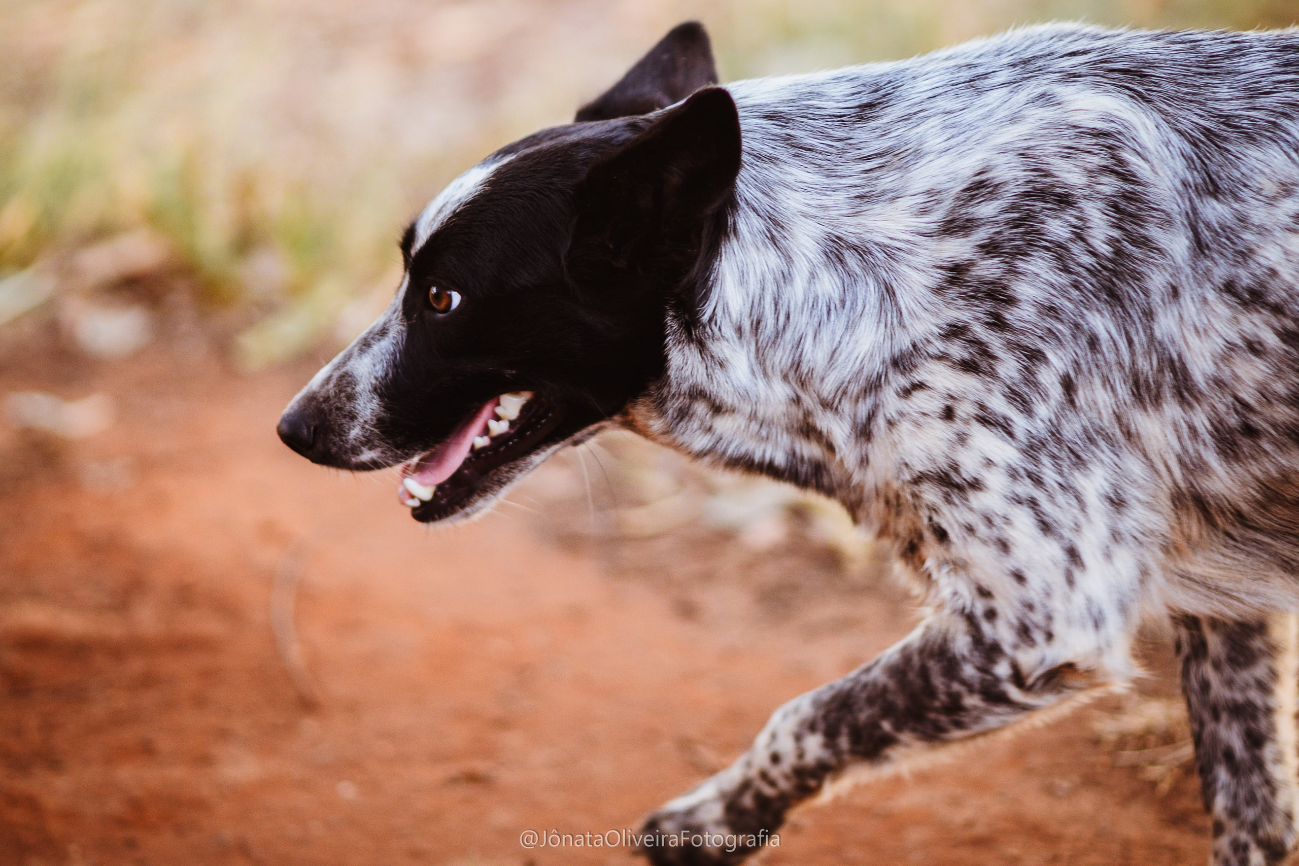 Pre Wedding Luérica e Vinicius. Fotografia de casamentos e ensaios em avaré Jônata Oliveira