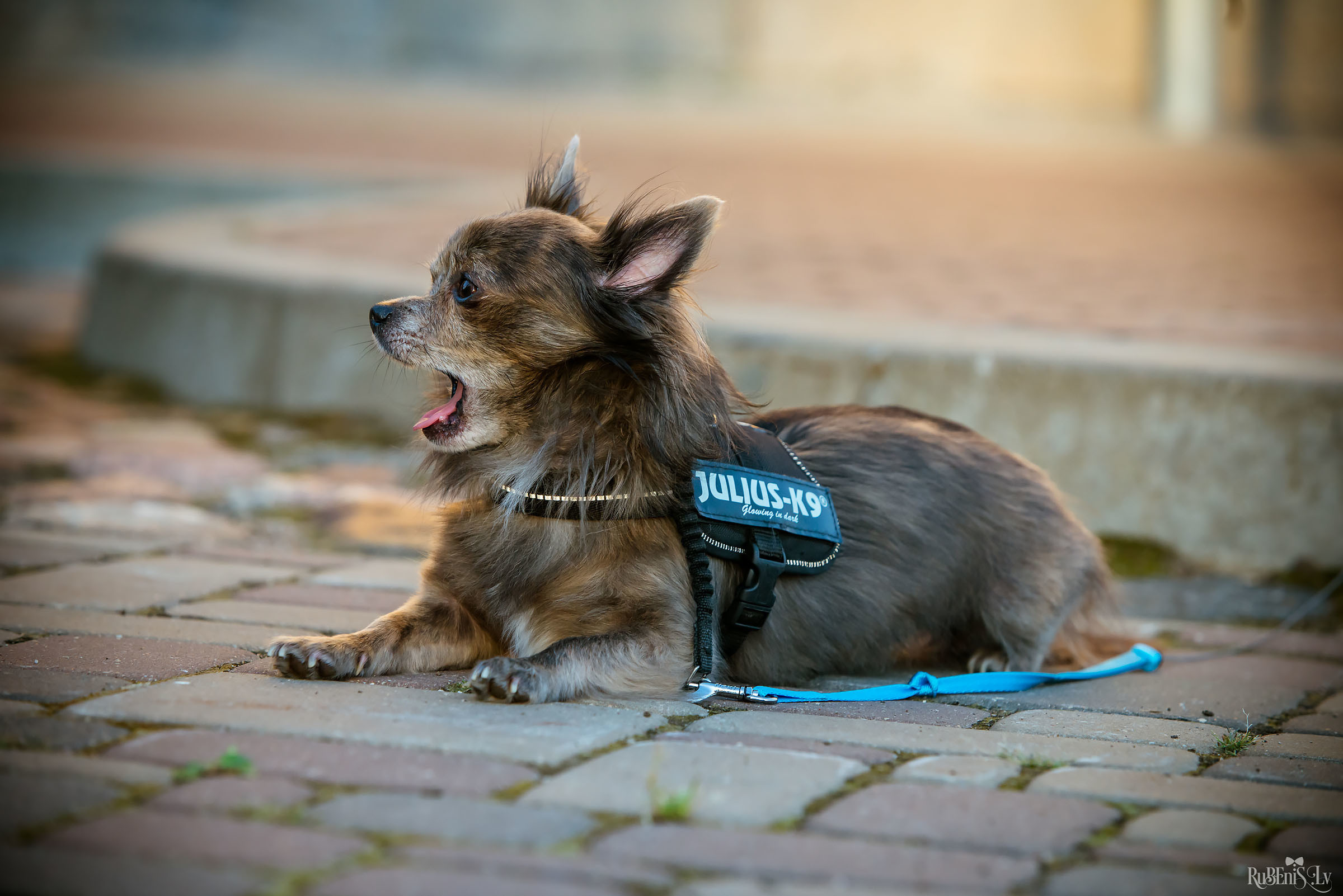 Марго и Вадим. Фотограф Ромуальд Рубенис и Артемий Сташанс