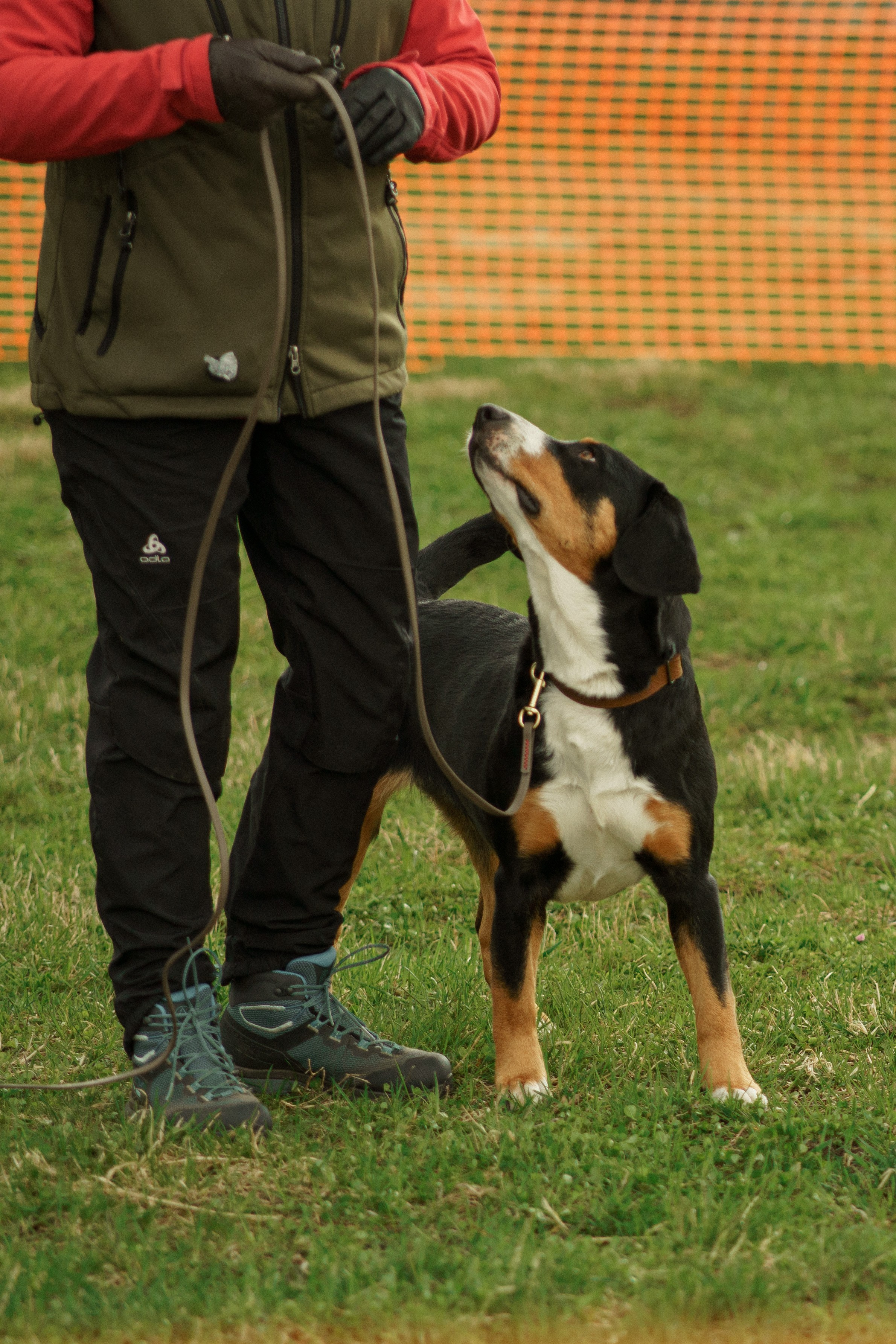 Herding Days, 26 apr. 2025. Kat Laisaar — Pet photographer in Tallinn