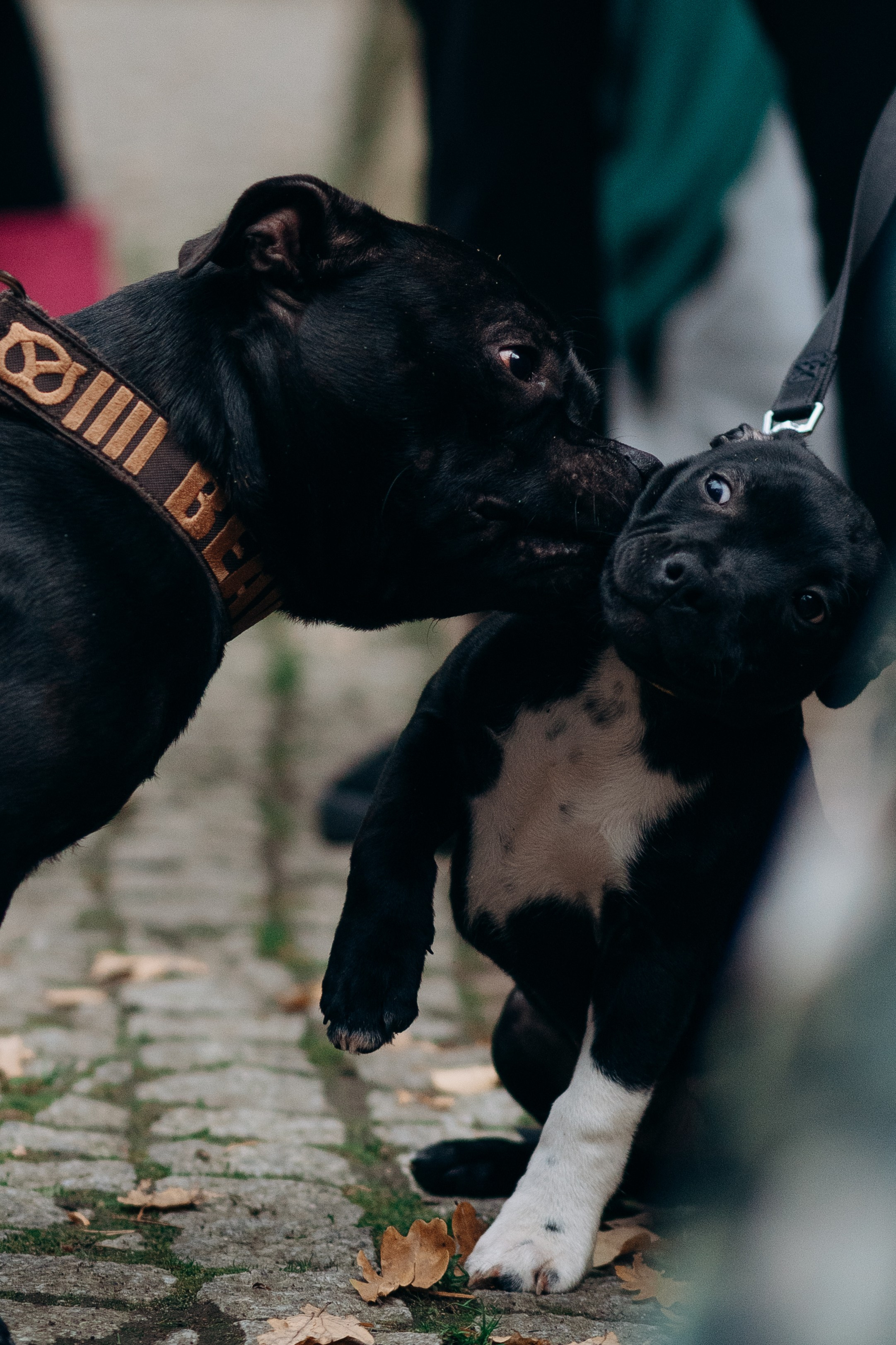 Staffordshire Bull Terriers Meetup. Kat Laisaar — Pet photographer in Tallinn