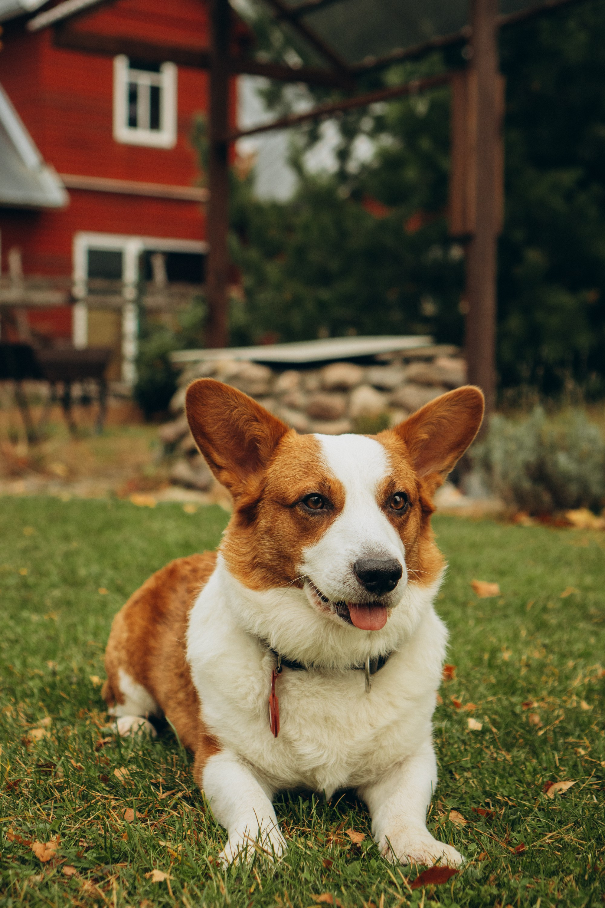 Jelena and her Sandy, Pug and Katja and her Safiir, Cardigan Welsh Corgi. Kat Laisaar — Pet photographer in Tallinn