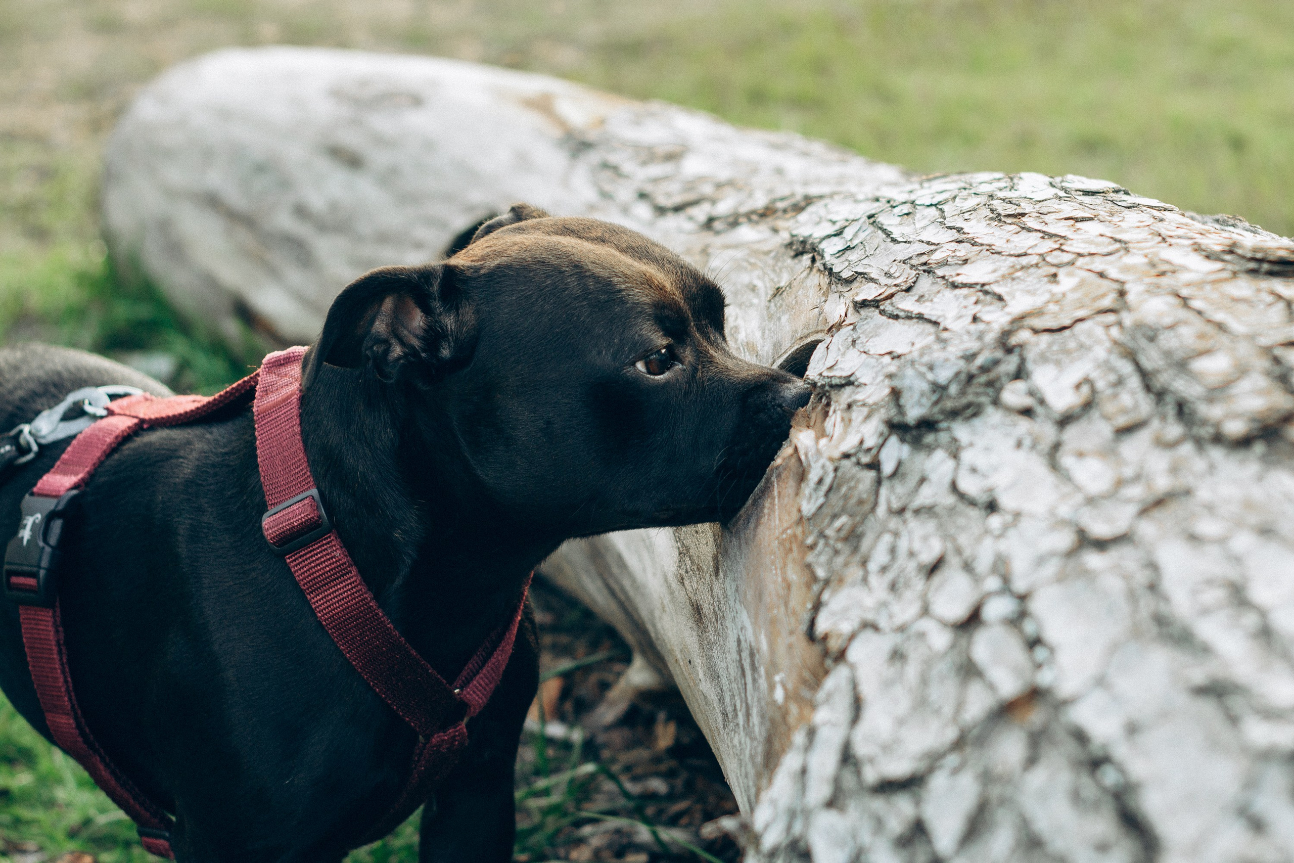 Severa and Barracuda, Staffordshire Bull Terriers. Kat Laisaar — Pet photographer in Tallinn