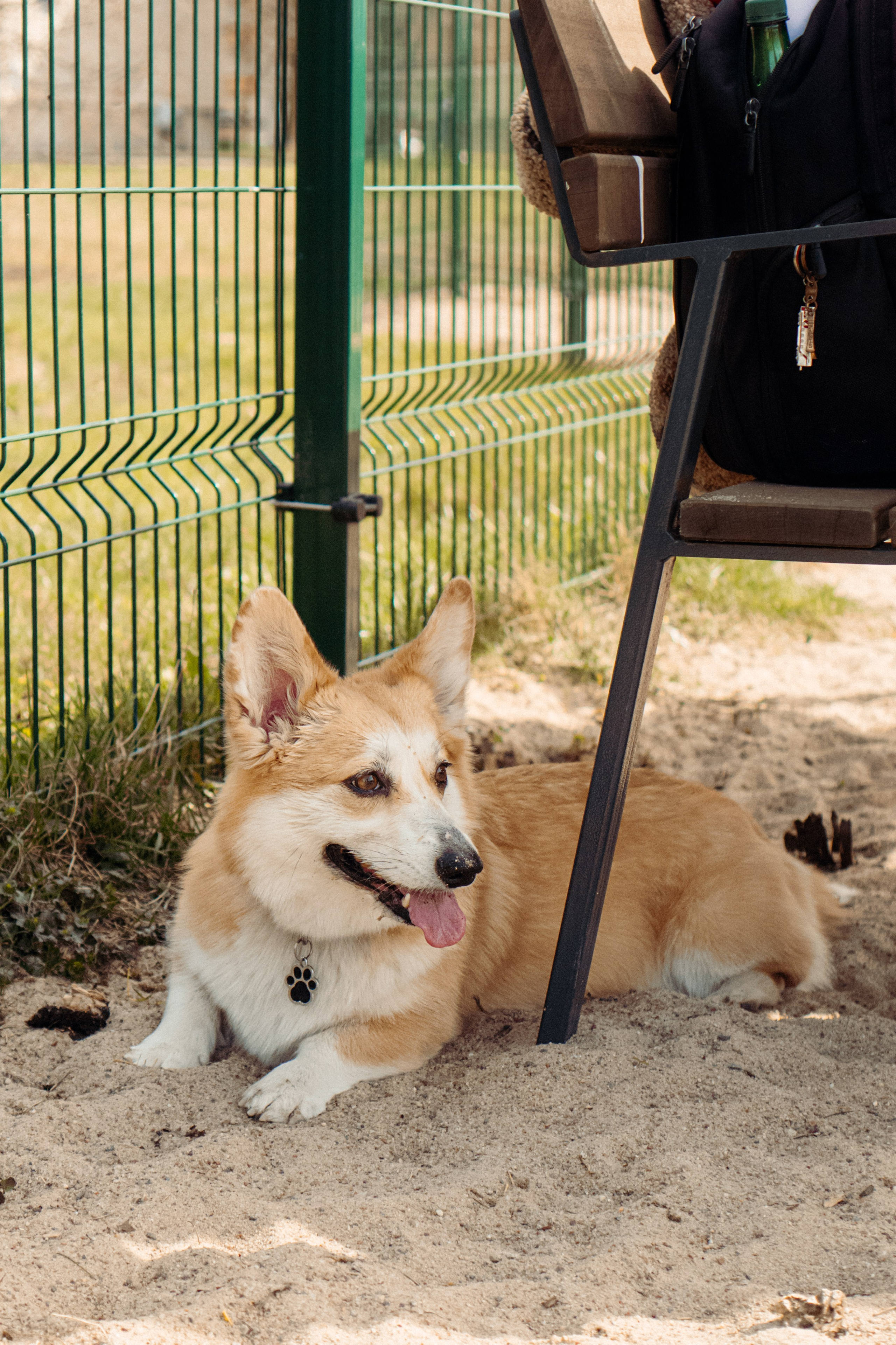 Corgi party, 18 apr. 2025. Kat Laisaar — Pet photographer in Tallinn