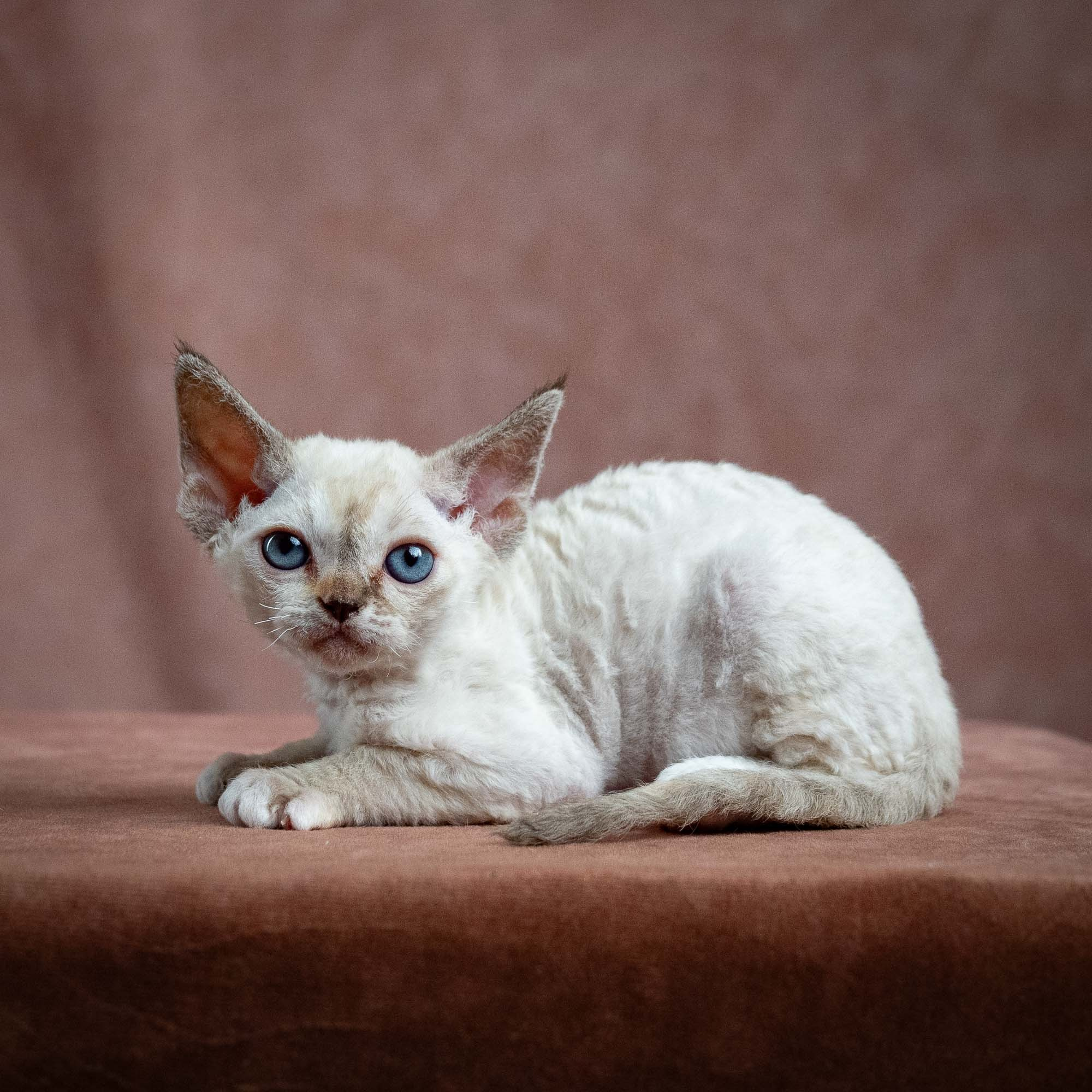 Lily, girl, born 12.20.2025. Devon Rex Pixie Cattery