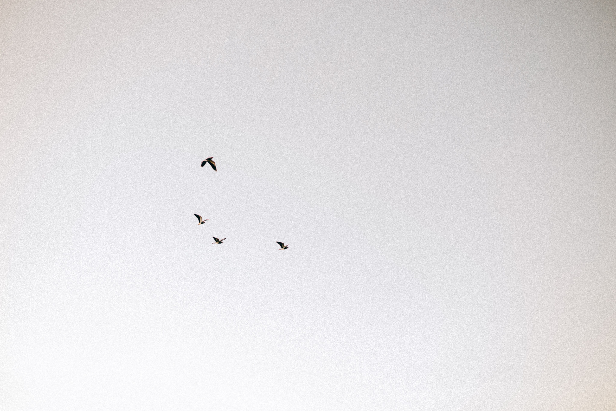 Adivinha o quanto eu te amo. Lídia Cabral Fotografia | Fotógrafa de casais e famílias em Gramado RS