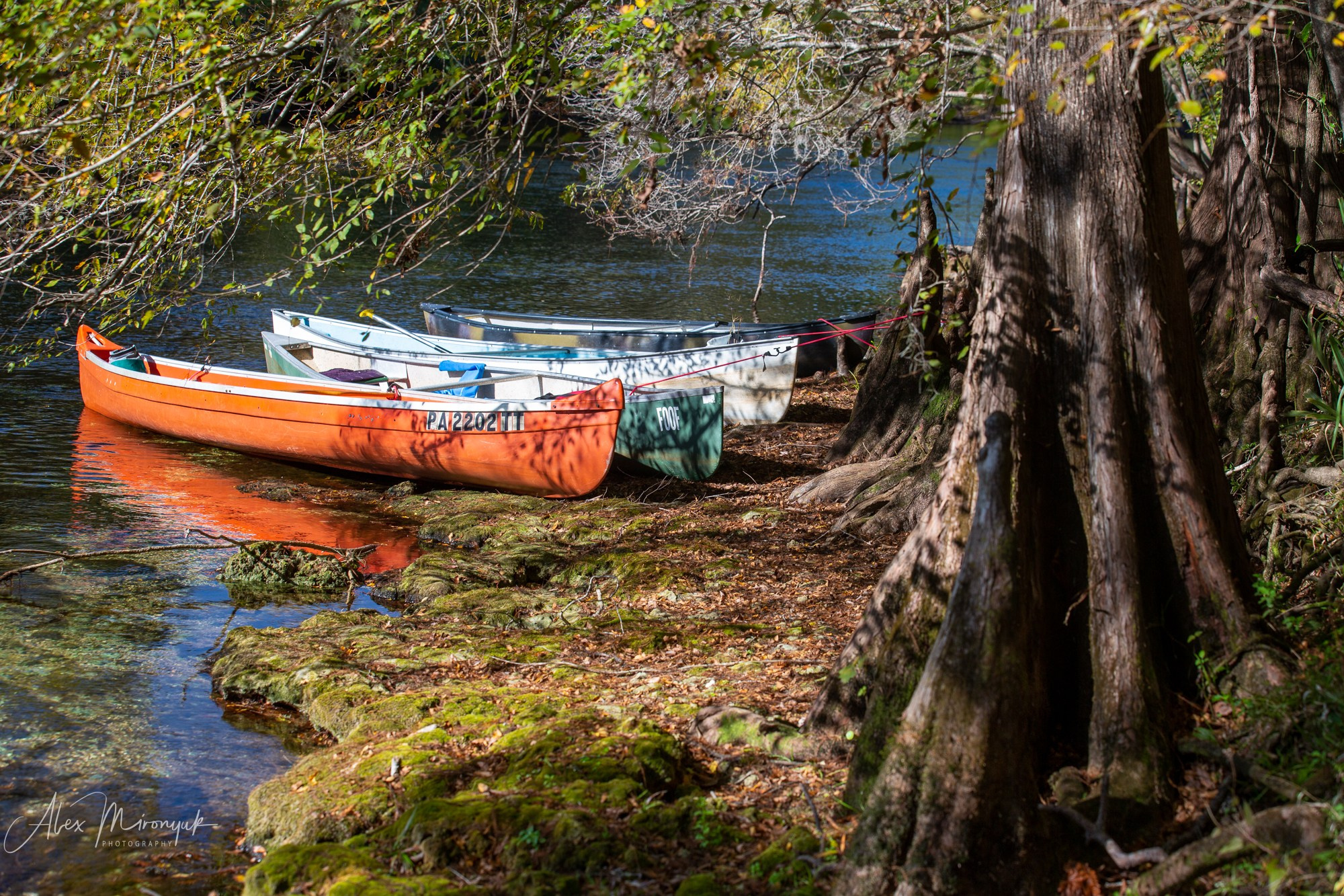 Exploring True Florida: Springs, Rivers & Manatees by Canoe. Pet, Senior, Landscape, portrait studio, photographer in Miami and Sou