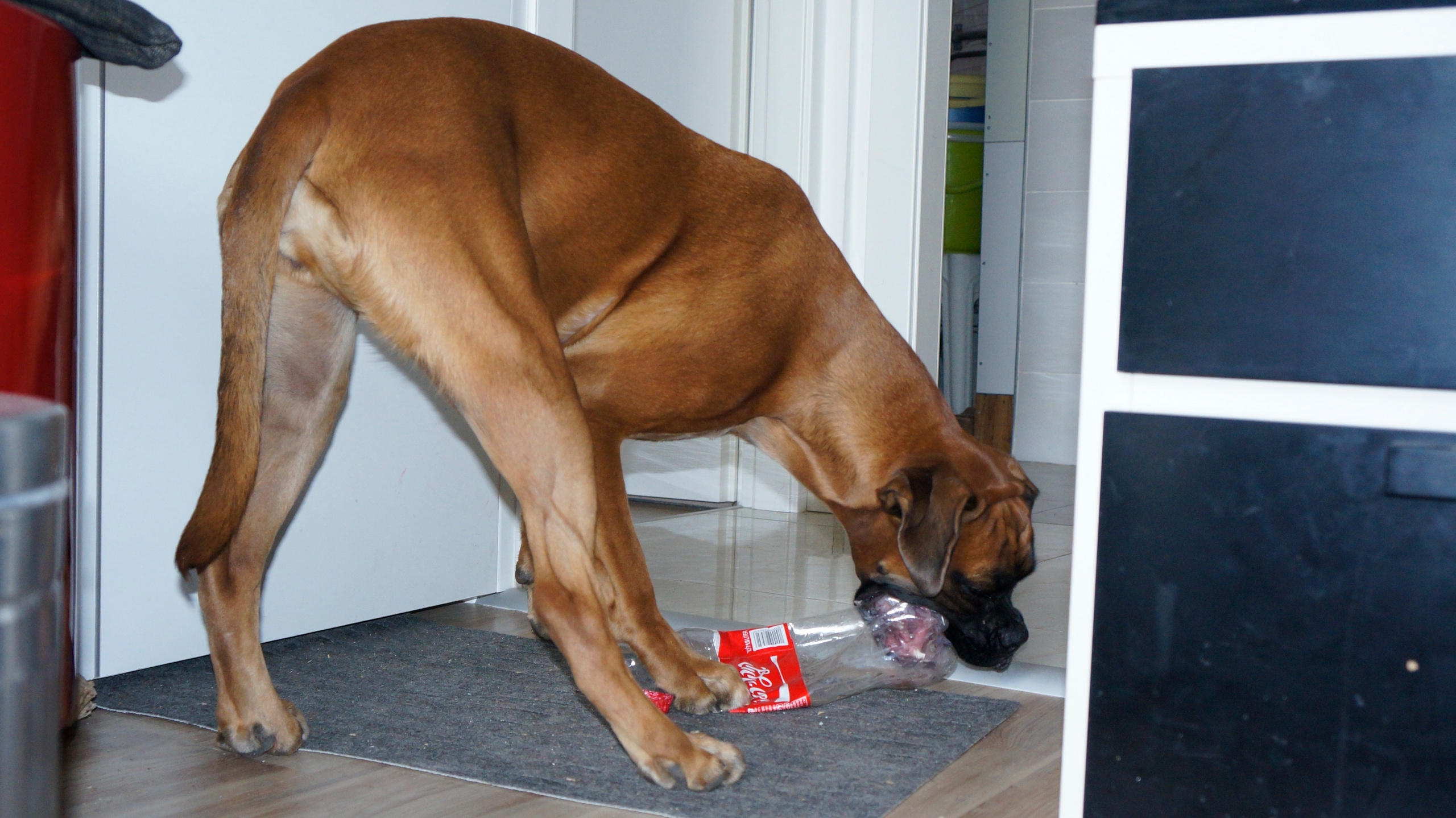 My ״Star״ Boxer Dog