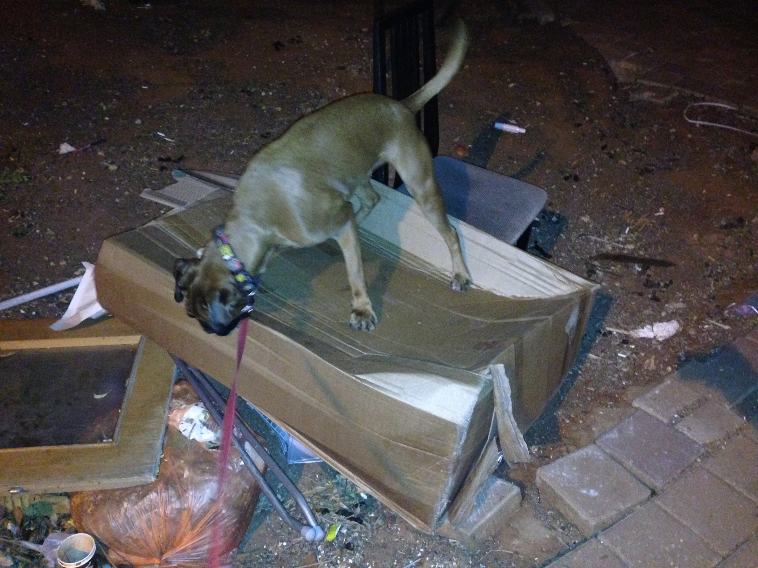 My ״Star״ Boxer Dog