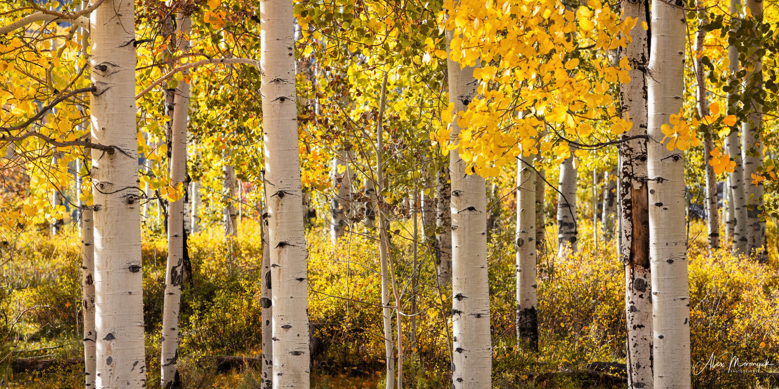 Fall Colors Of Colorado. Pet, Senior, Landscape, portrait studio, photographer in Miami and Sou