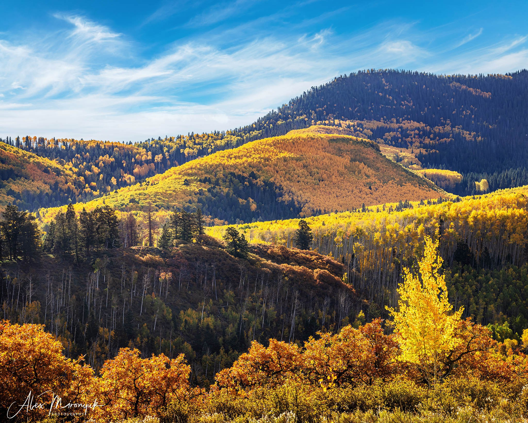 Fall Colors Of Colorado. Pet, Senior, Landscape, portrait studio, photographer in Miami and Sou