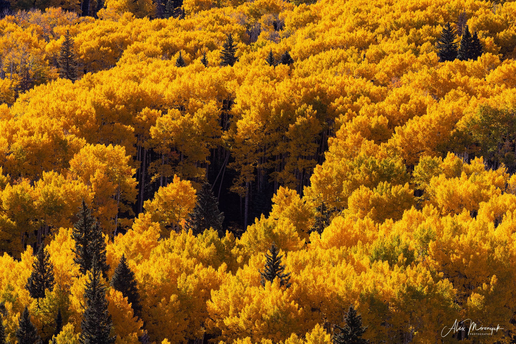 Fall Colors Of Colorado. Pet, Senior, Landscape, portrait studio, photographer in Miami and Sou