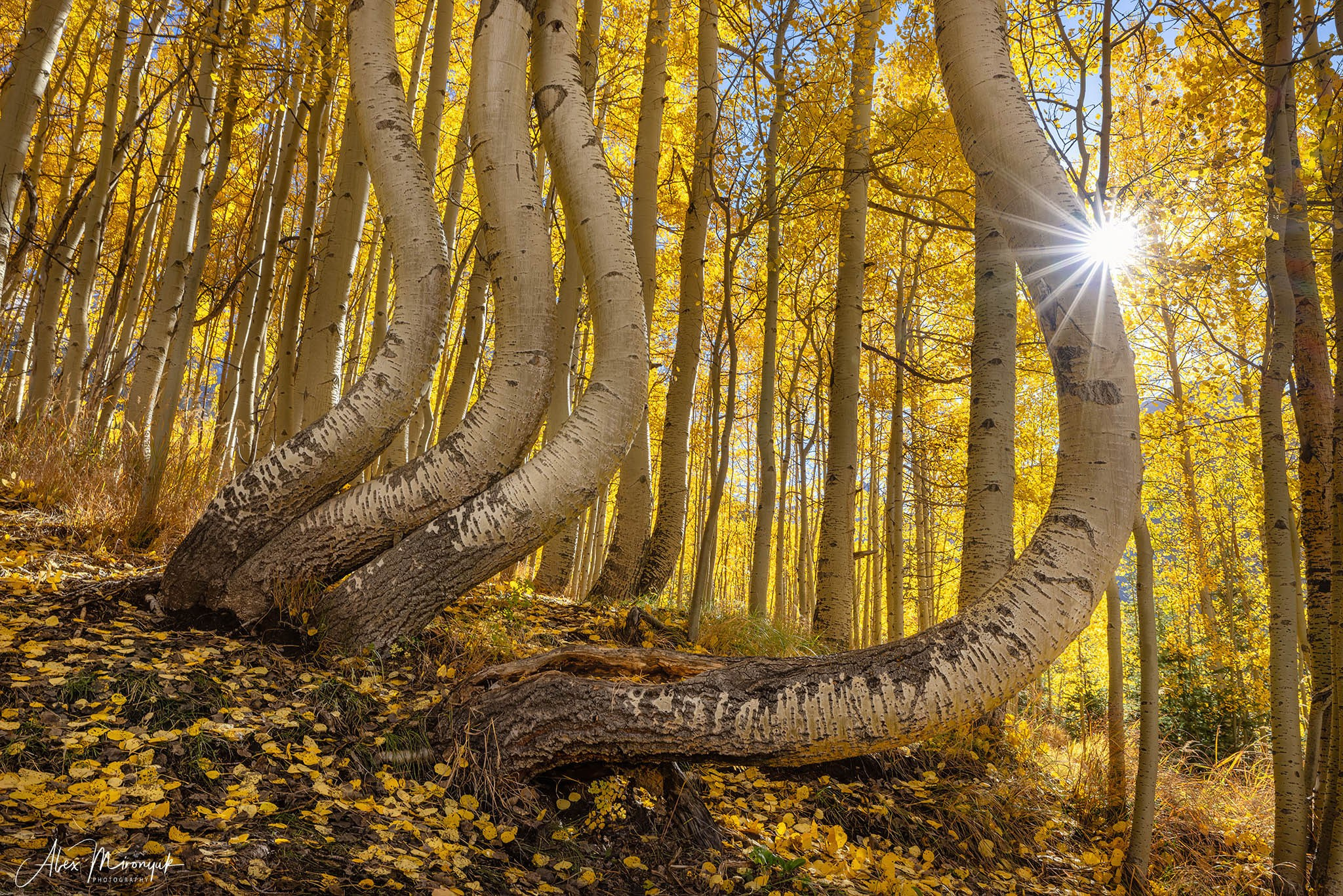 Fall Colors Of Colorado. Pet, Senior, Landscape, portrait studio, photographer in Miami and Sou