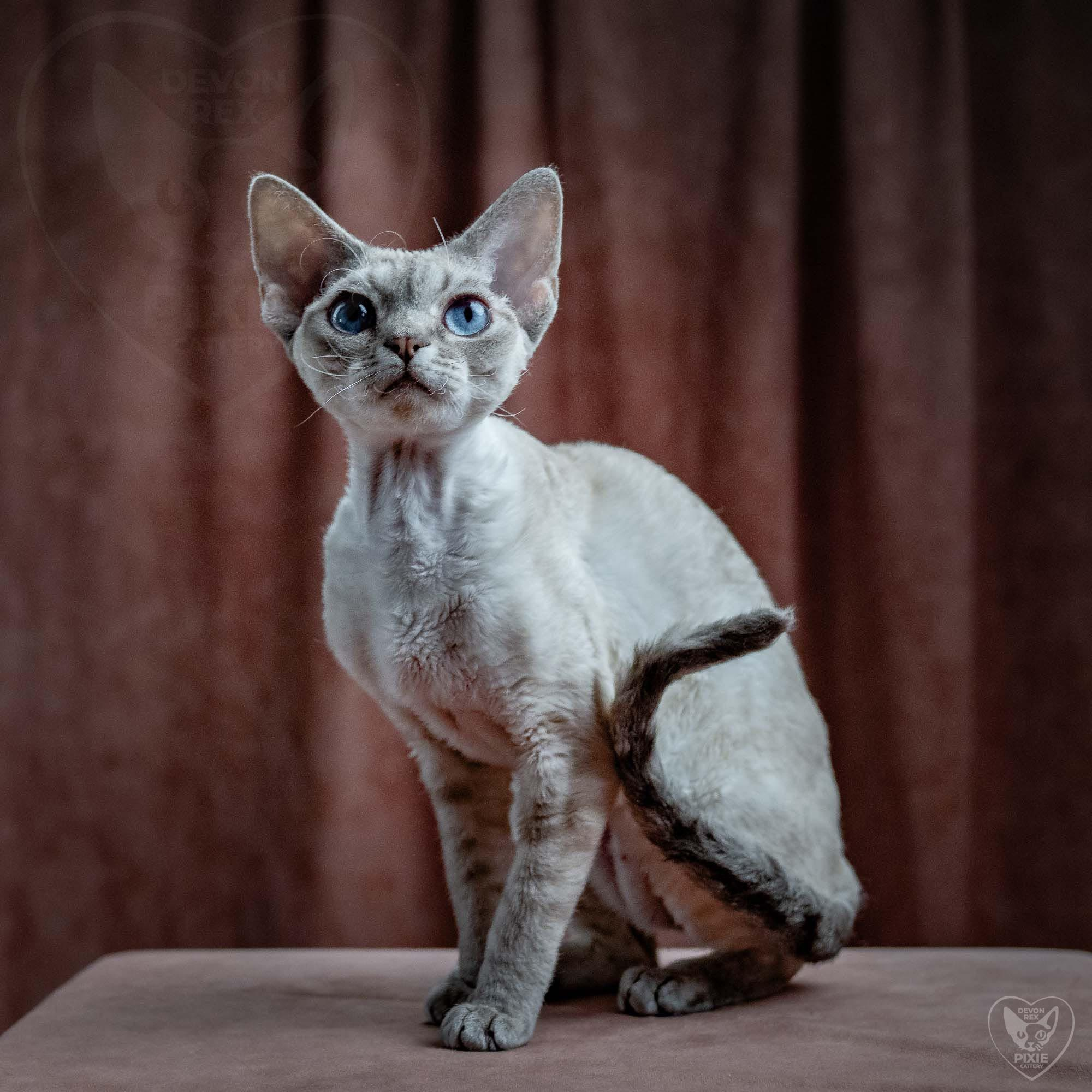 Fuji. Devon Rex Pixie Cattery
