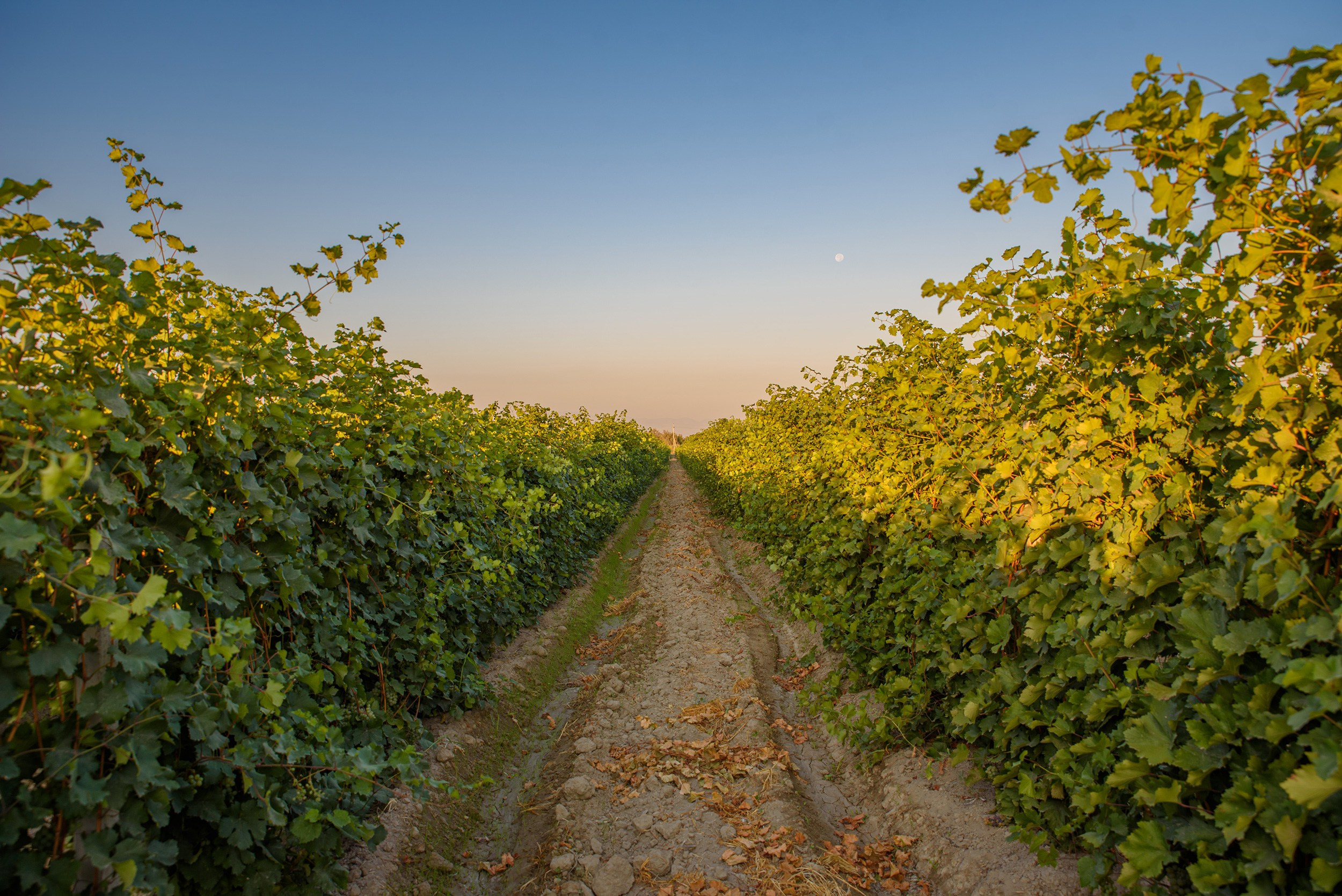 Azaria Winery. Фотограф в Ереване