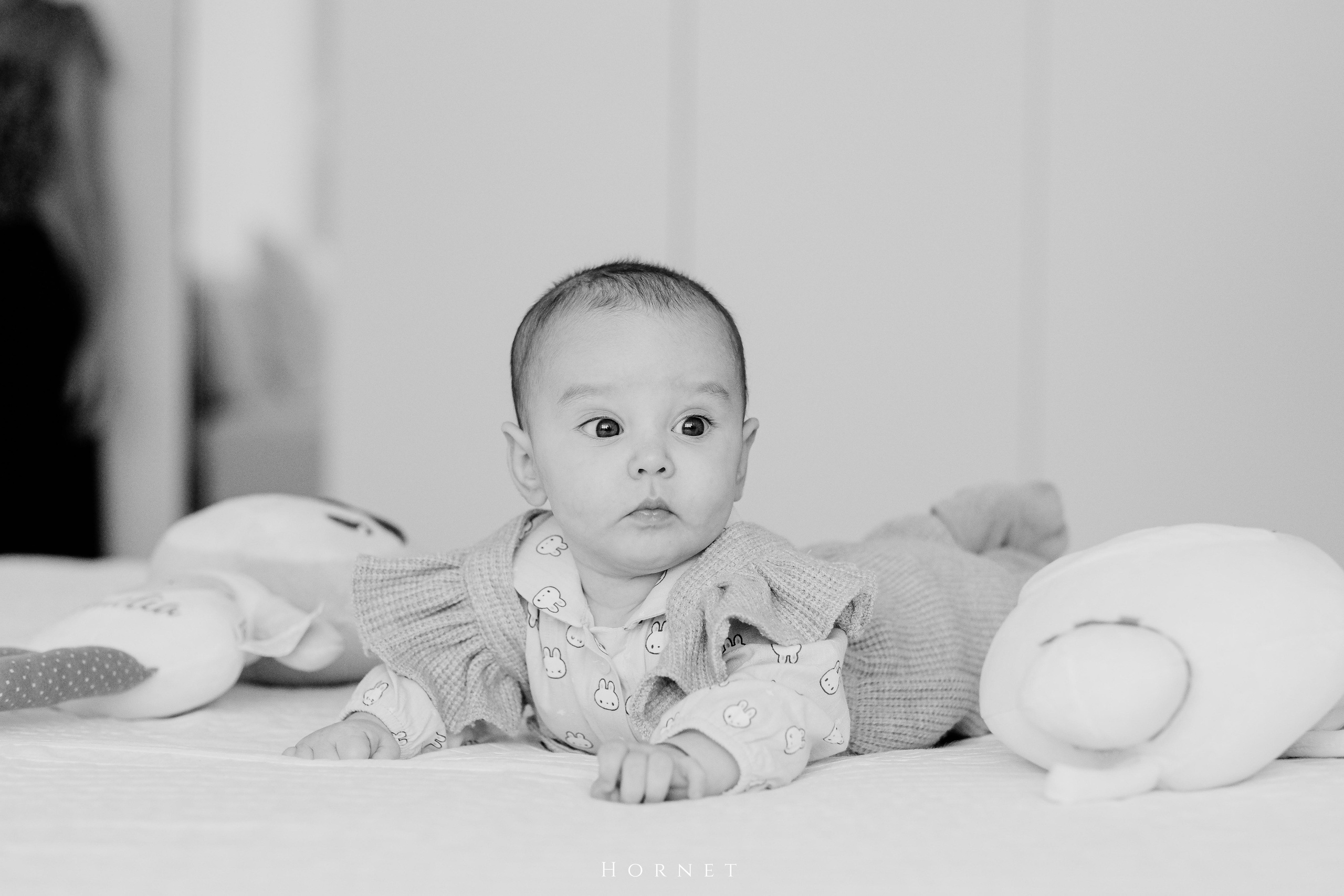 Amelia. Hornetart