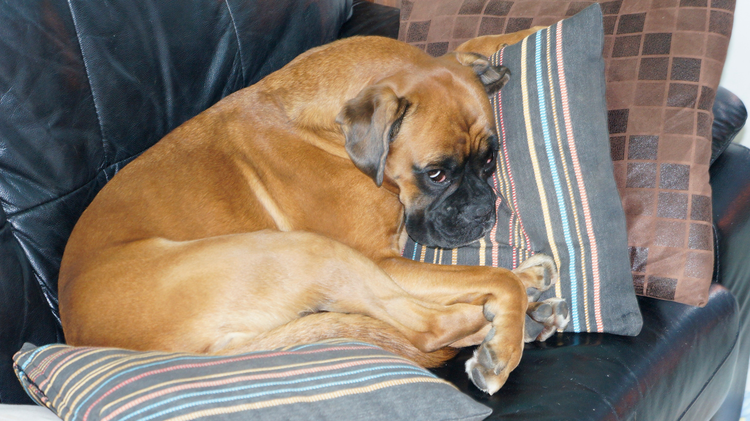 My ״Star״ Boxer Dog