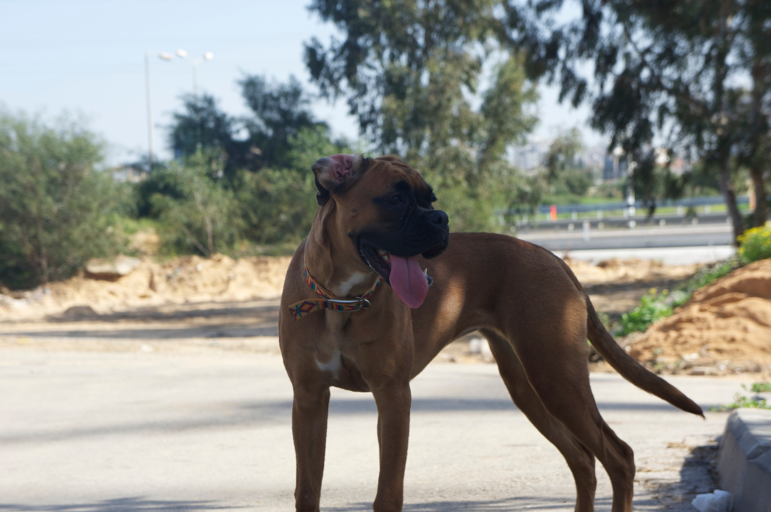 My ״Star״ Boxer Dog