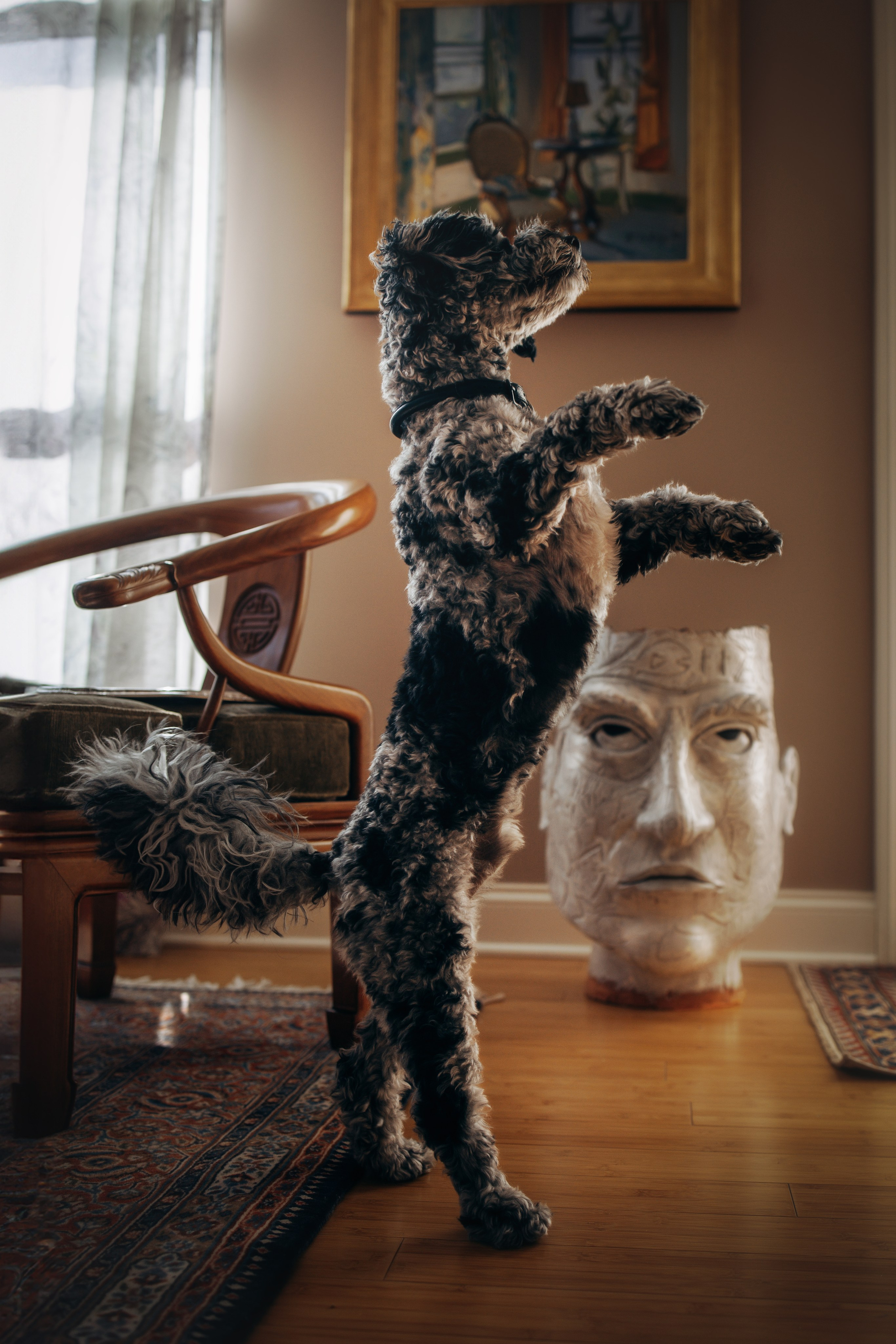 Ace. Pet Photographer Viktoriya Aleshenko