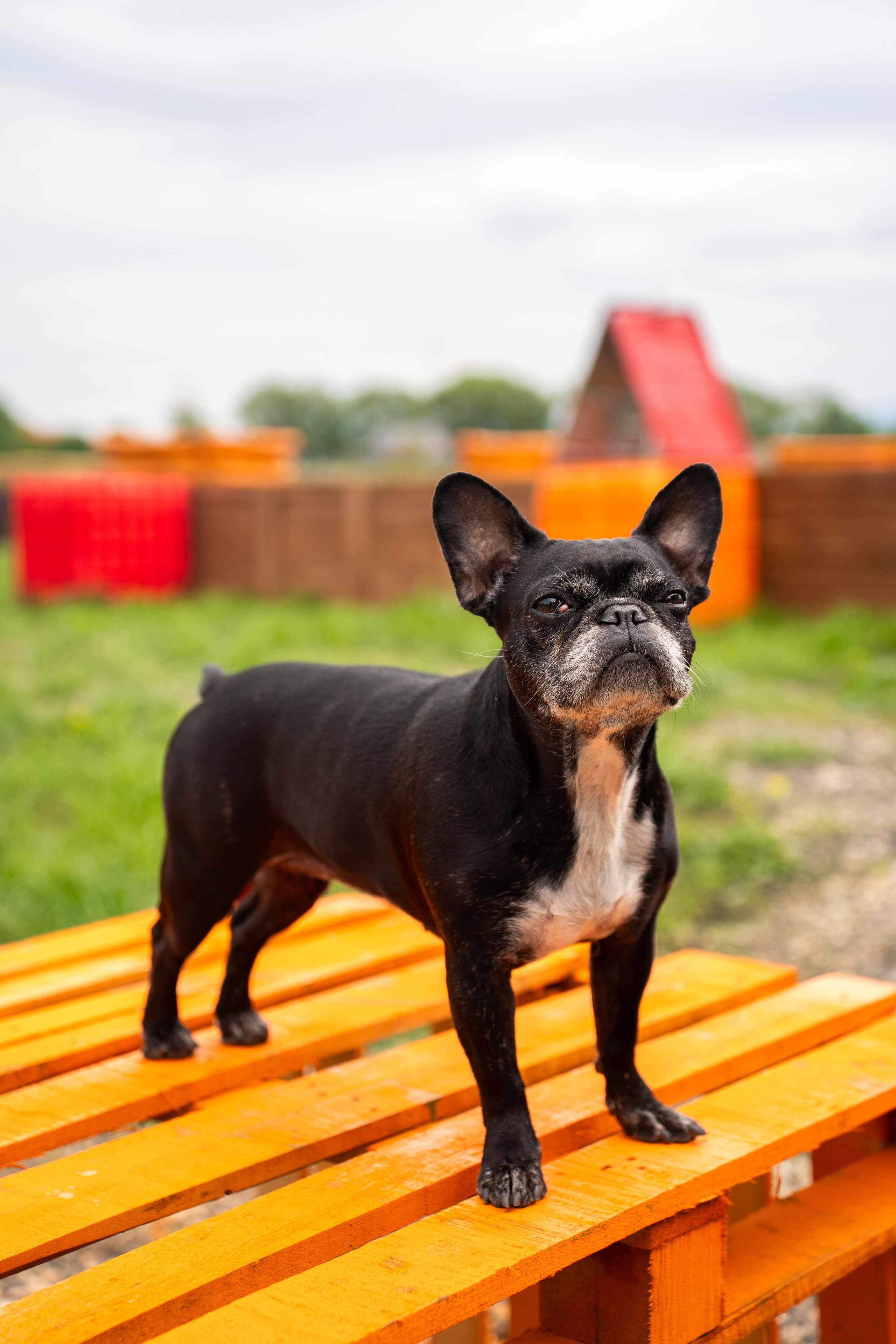 Deschidere Arena Paintball Brasov. Adelinne