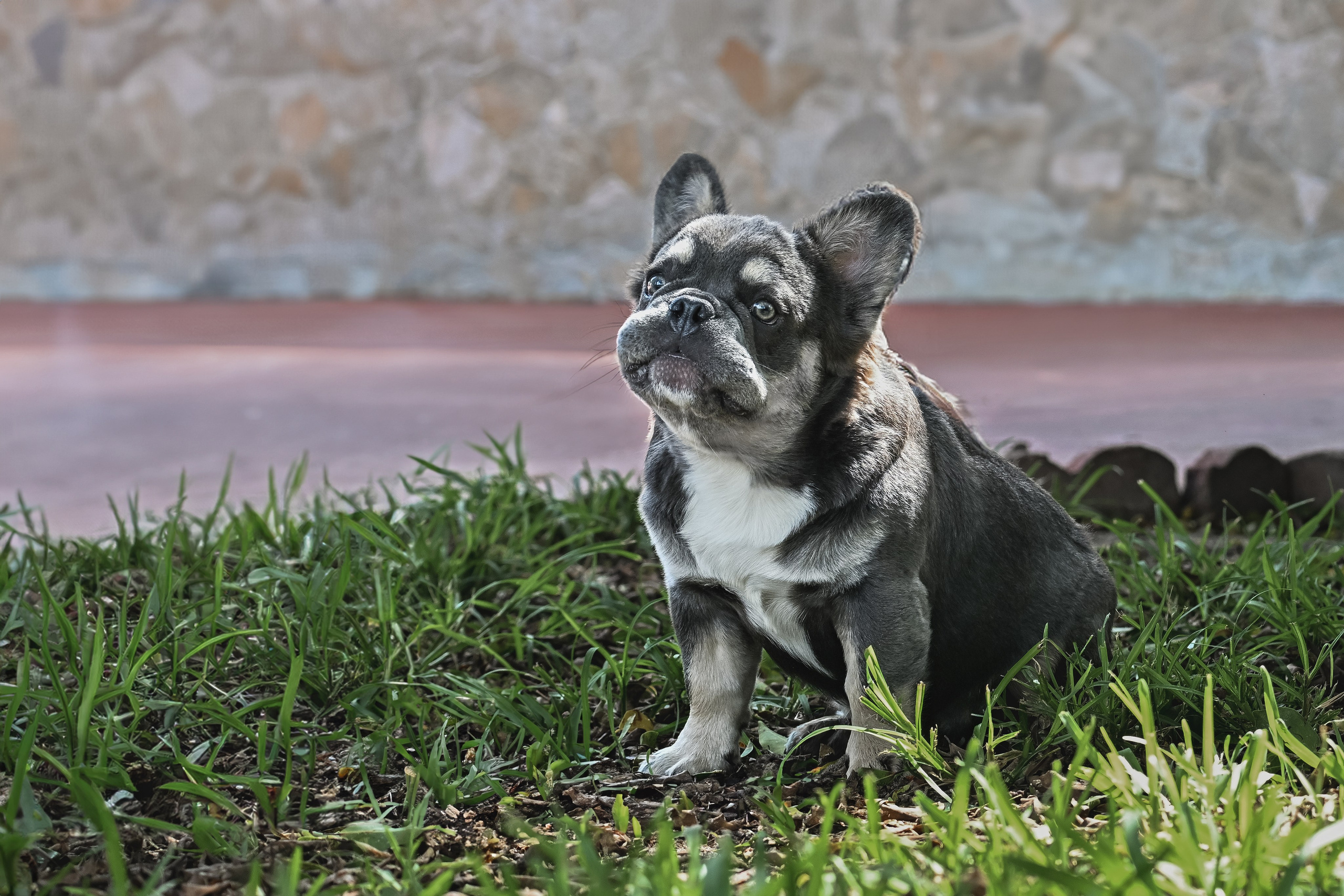 French Bulldogs. Katerina Royter Pet Photographer North Florida