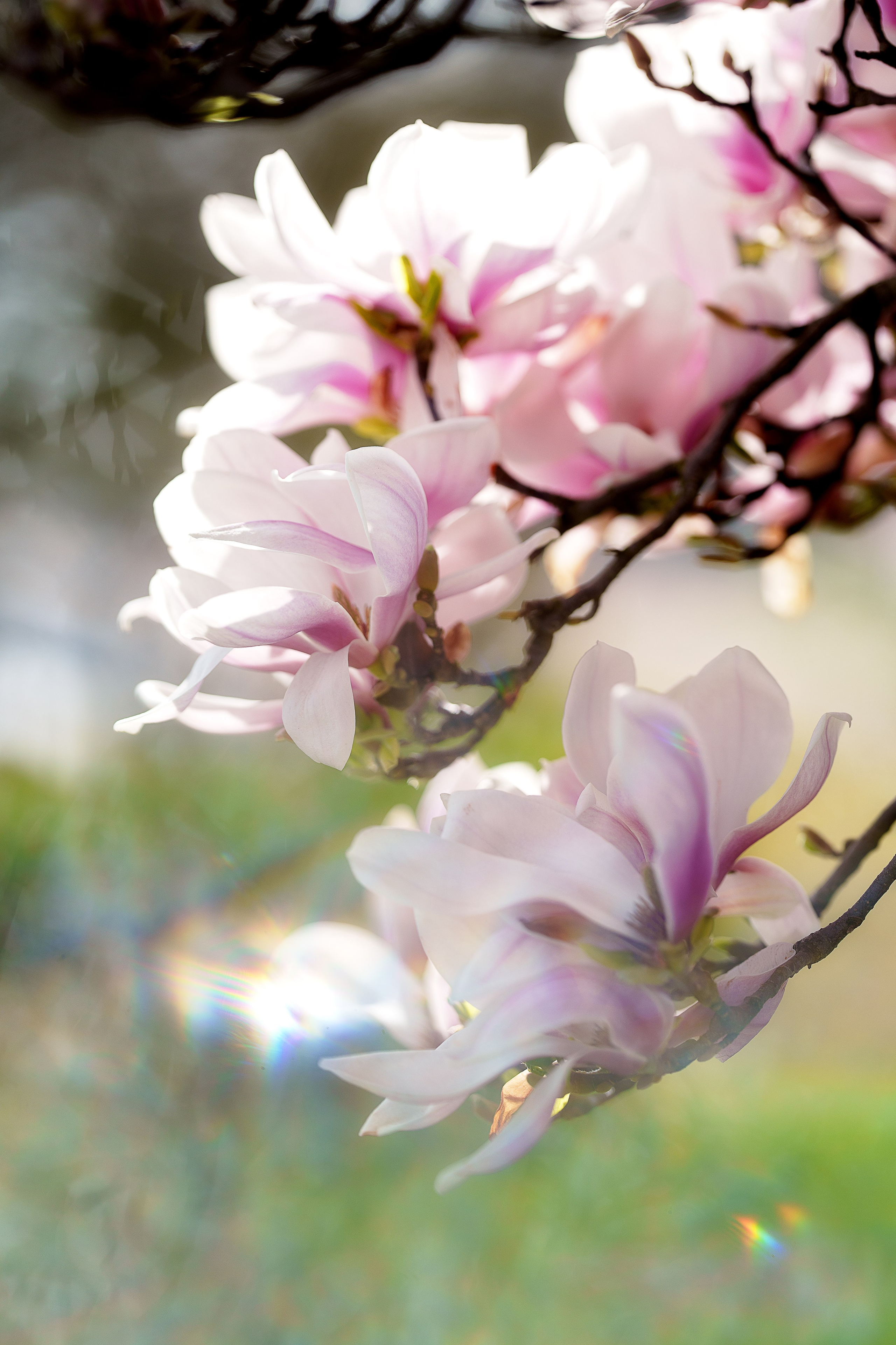 Magnolien. Familien, Lifestyle und Portrait Fotografin in Trier, Luxembourg