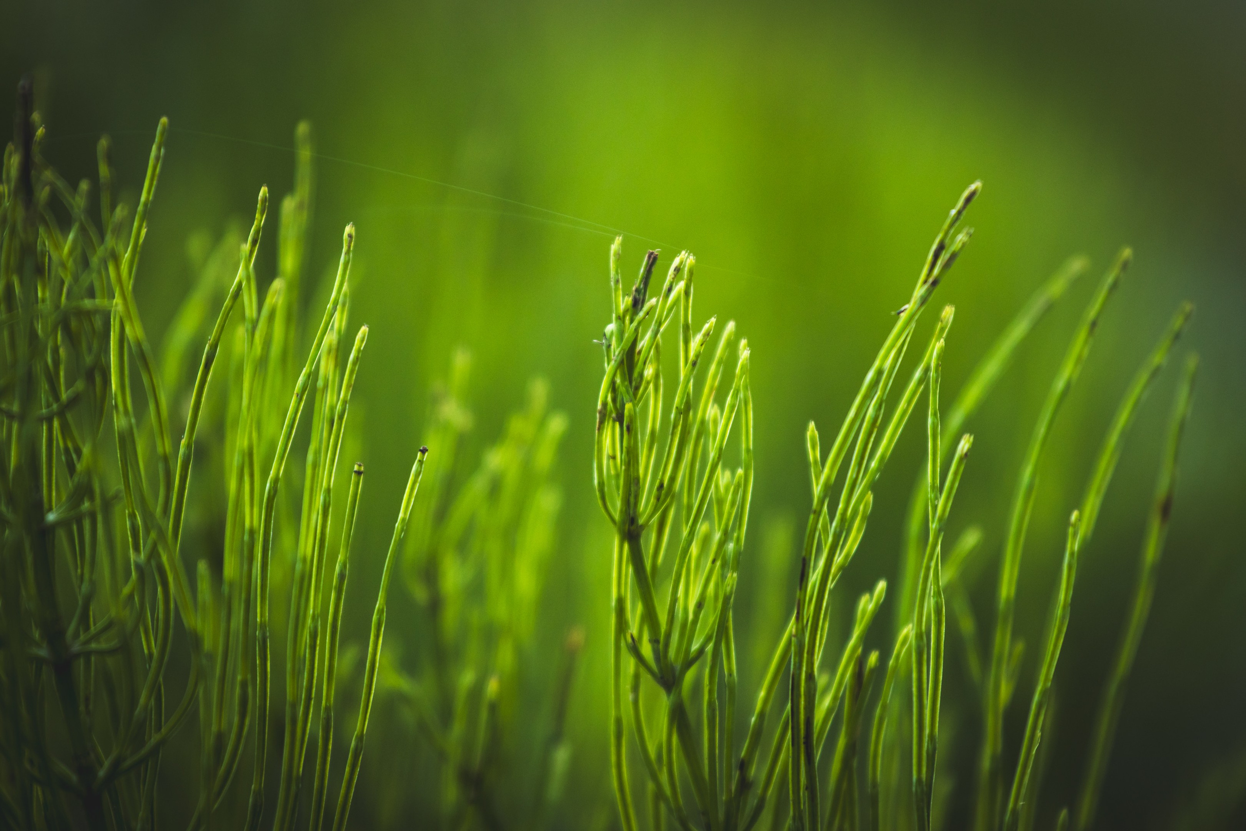 Jalgrattasõit ümbruskonnas. Nebula 25 — Fotod teie hingele
