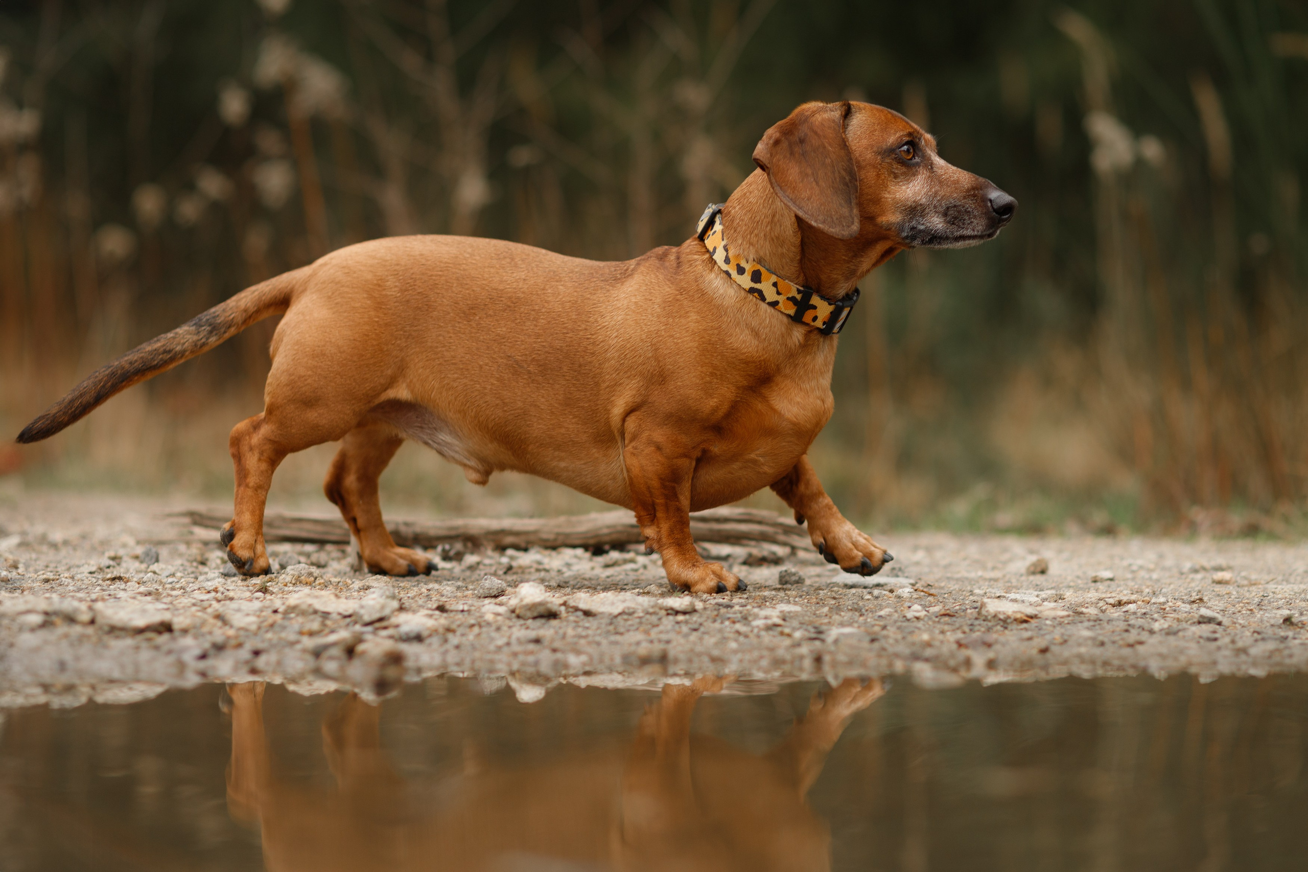 Ania, Franek & Vincent. Kaja | fotograf psów we Wrocławiu