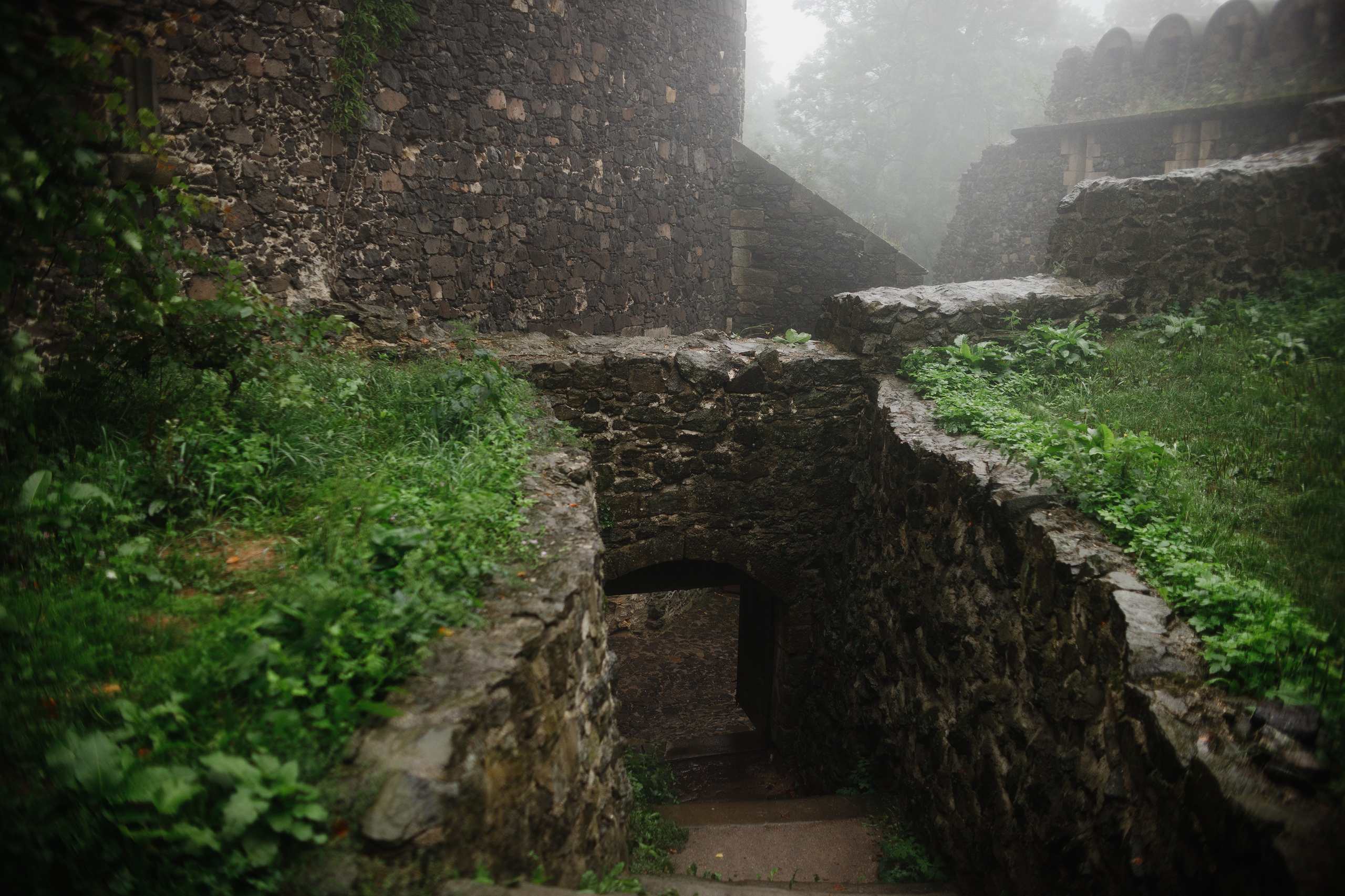 Zamek Grodziec. Kaja | fotograf psów we Wrocławiu