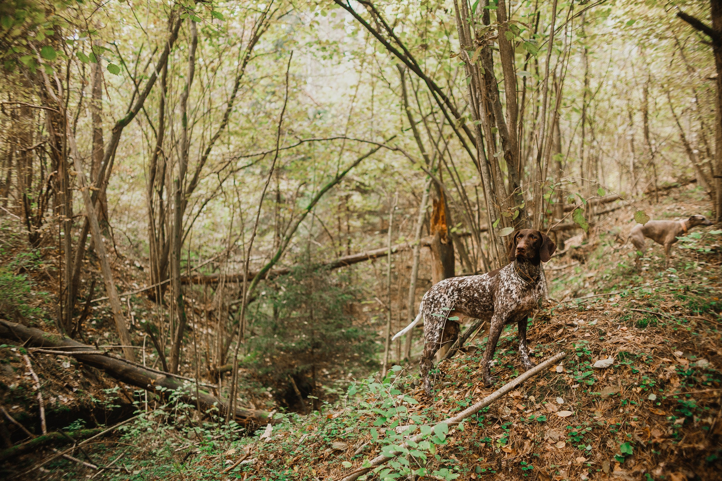 «Kasmach» dogs ammunition. Kaja | fotograf we Wrocławiu | ludzie i psy