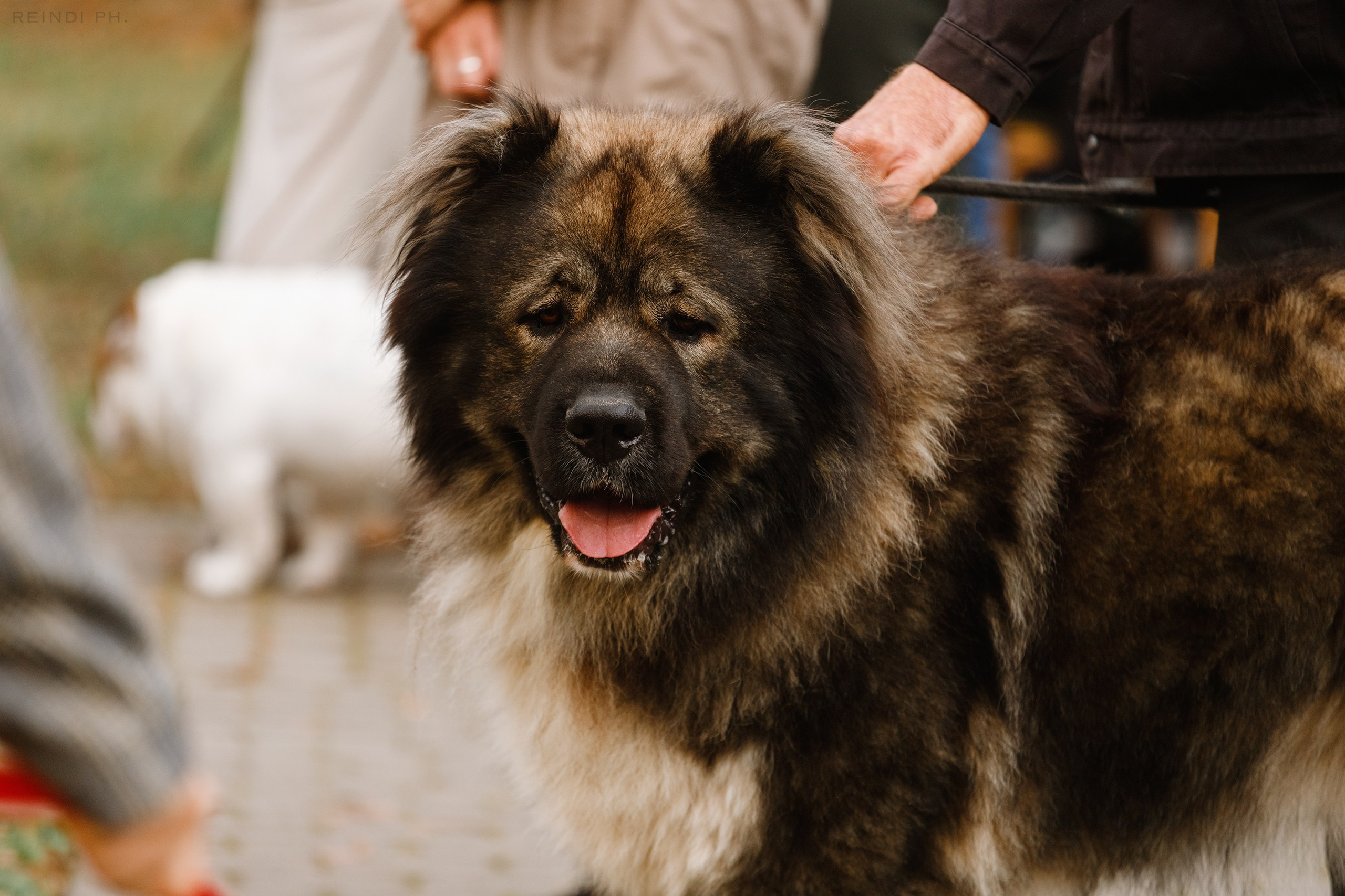 «Argus» dog show in Brest. Kaja | fotograf we Wrocławiu | ludzie i psy