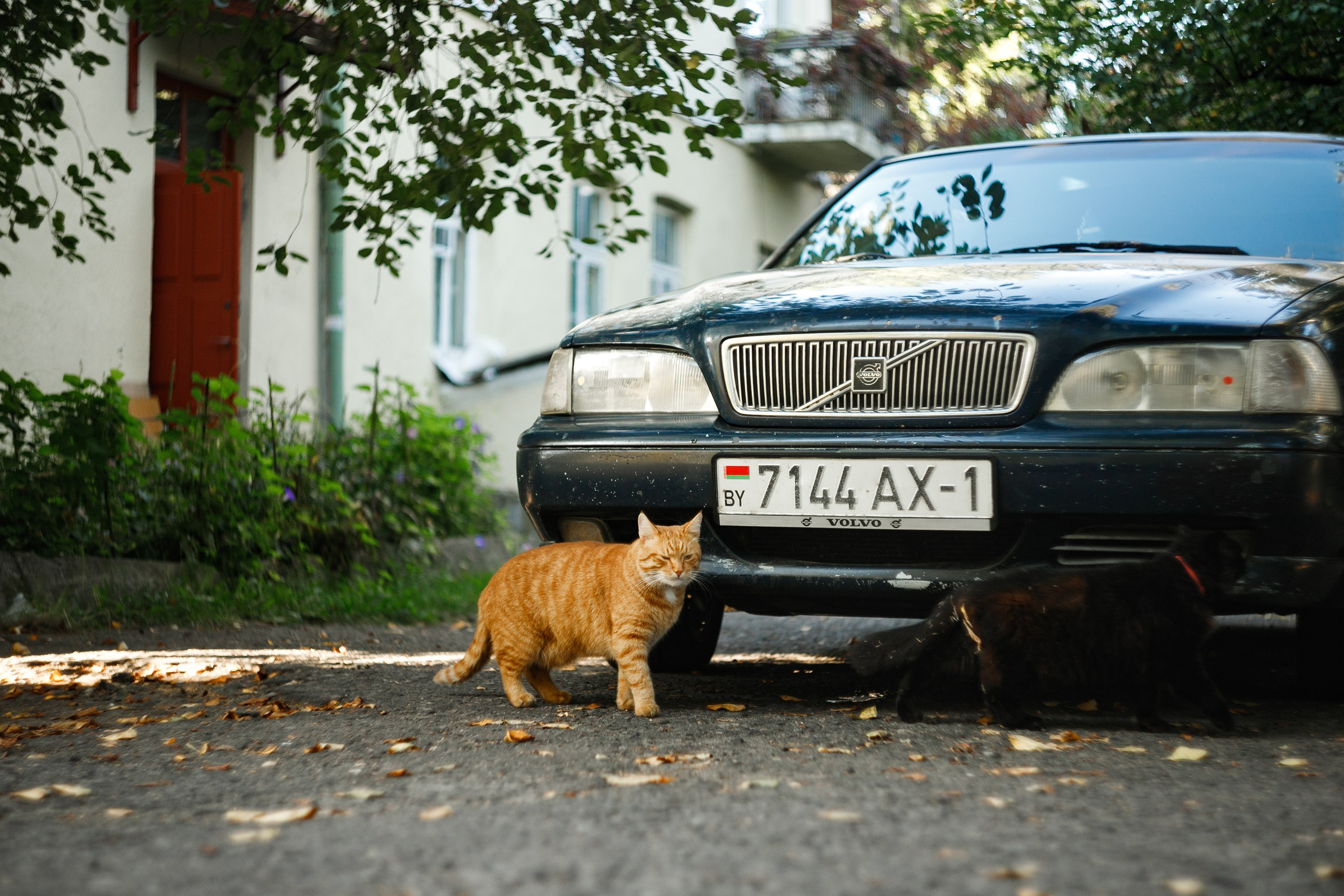 Grandmother's home in Brest. Kaja | fotograf we Wrocławiu | ludzie i psy