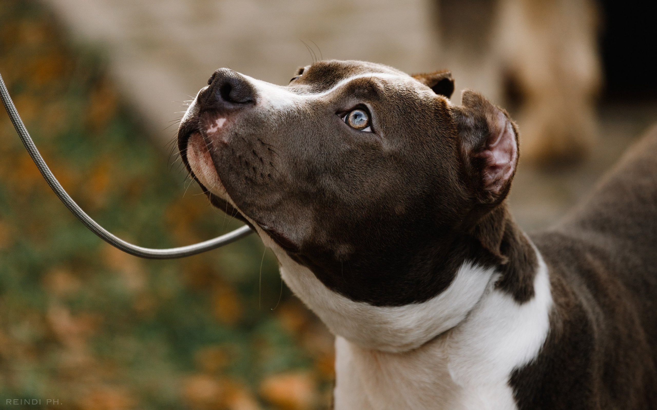 «Argus» dog show in Brest. Kaja | fotograf we Wrocławiu | ludzie i psy