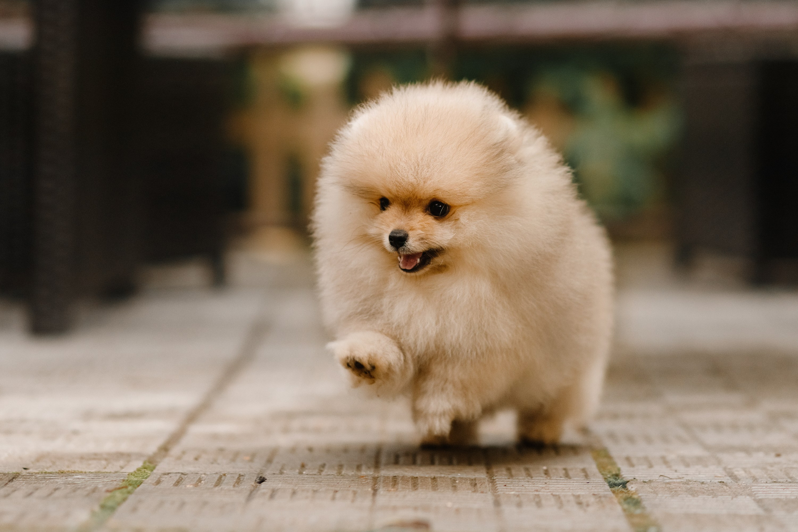 Halloween spitz puppies. Kaja | fotograf we Wrocławiu | ludzie i psy