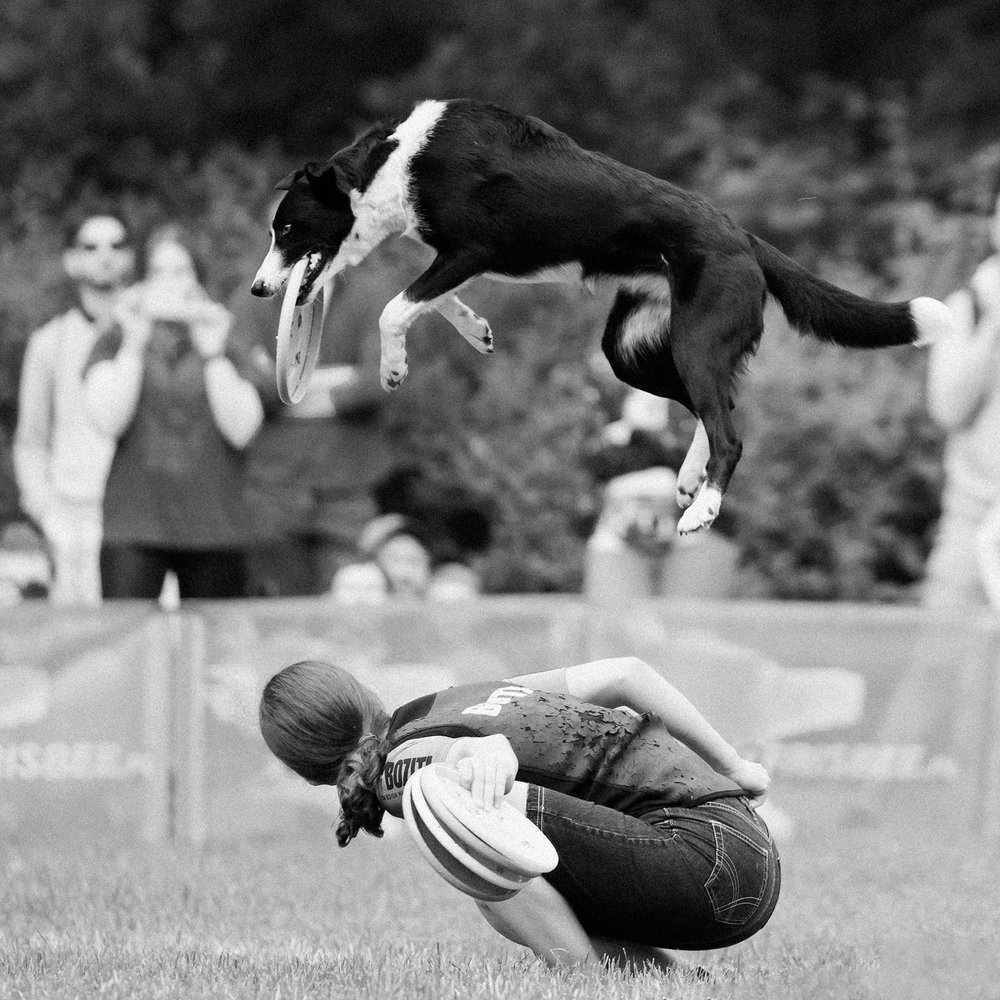 Latające psy, Wrocław'25. Kaja | fotograf psów we Wrocławiu