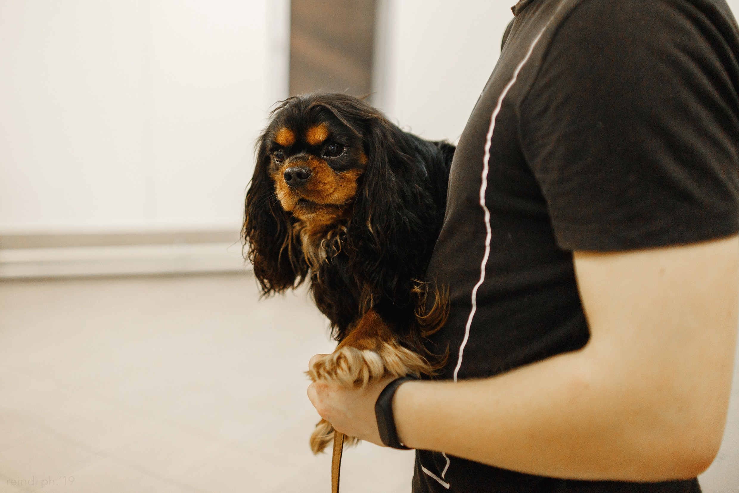 Dog handling hall. Kaja | fotograf we Wrocławiu | ludzie i psy